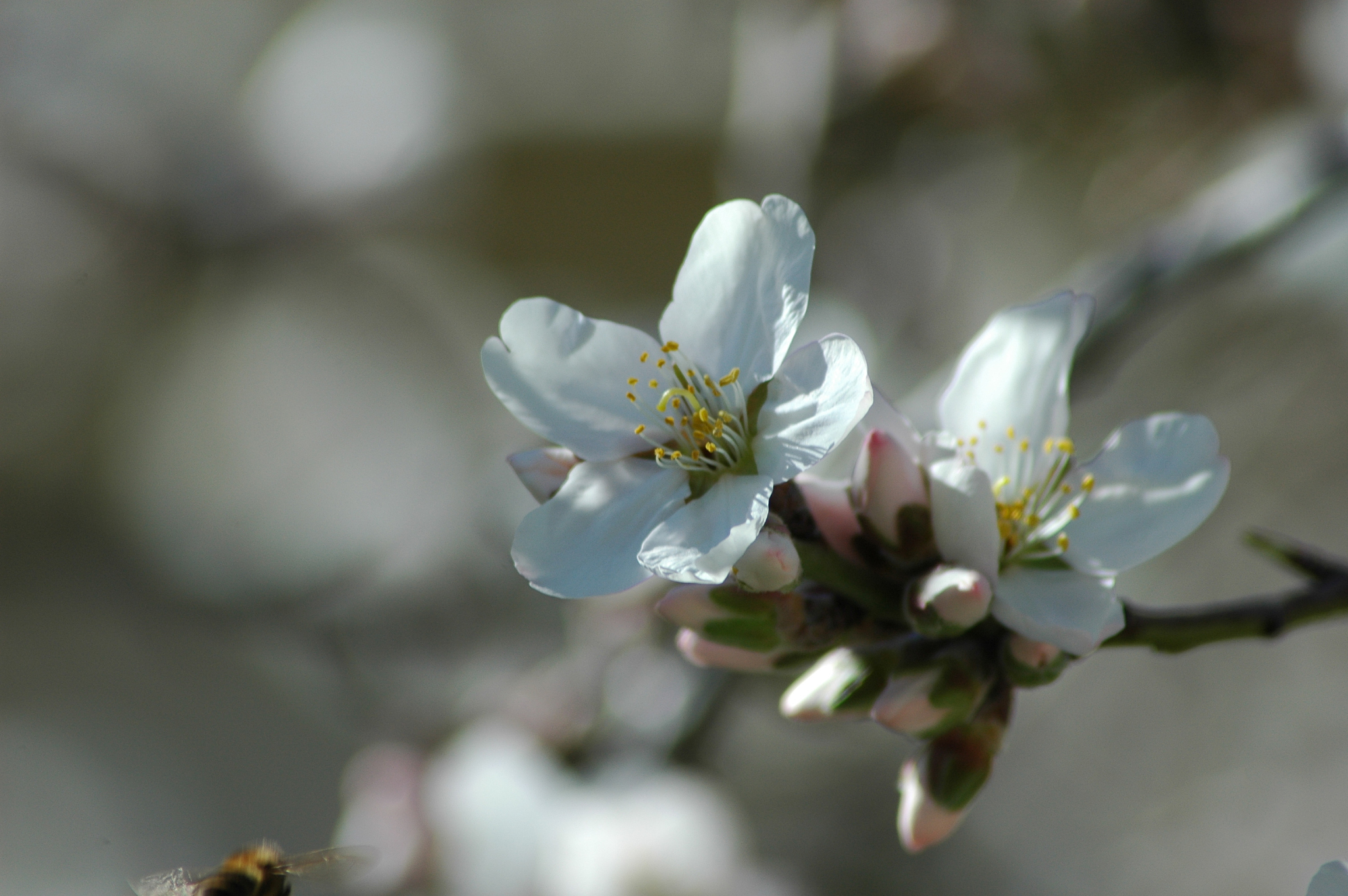mandelblüte in spanien