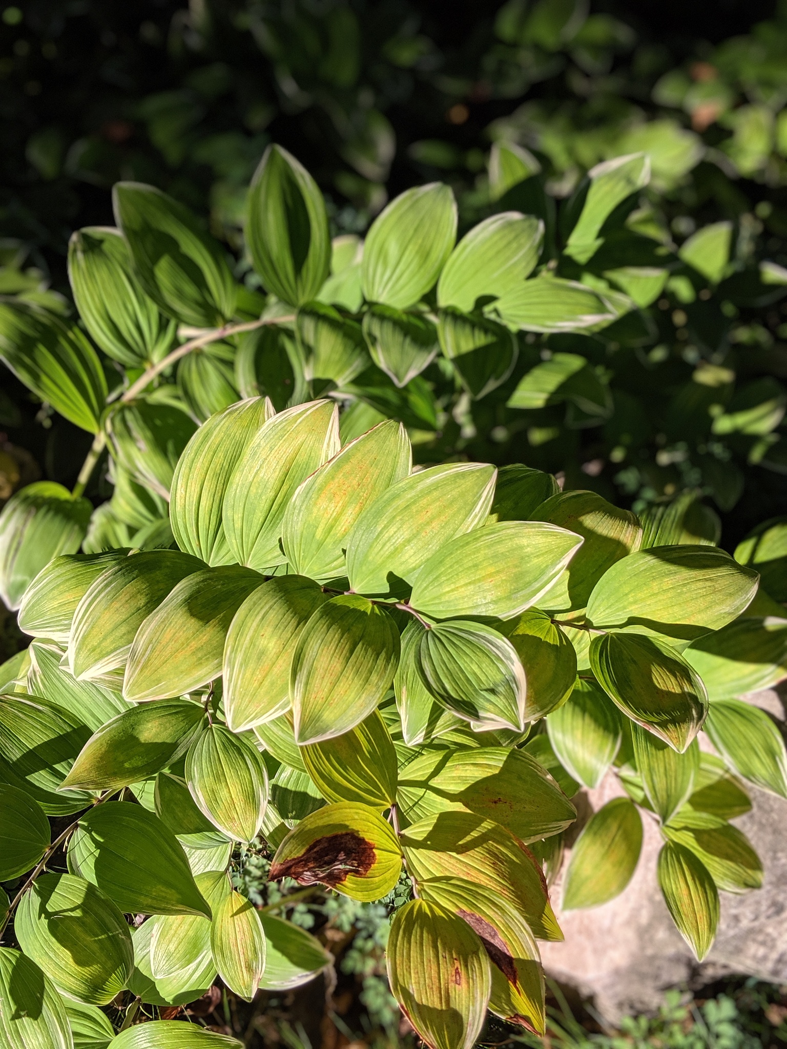 solomon's seal