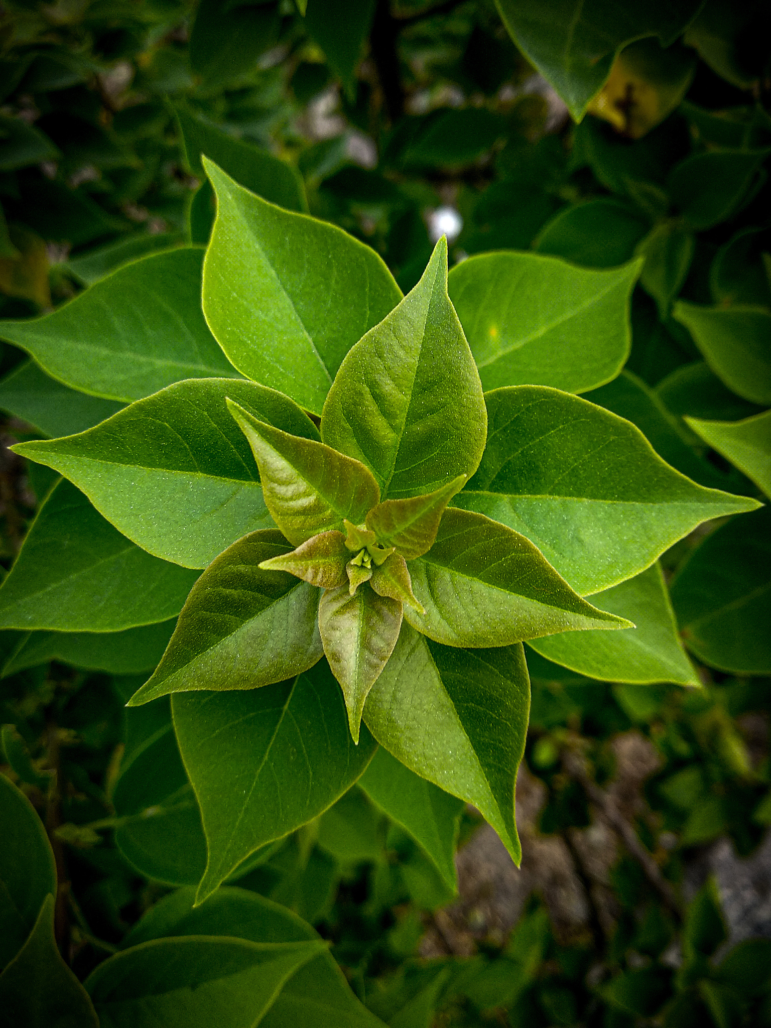 high angle view of plant growing on field
