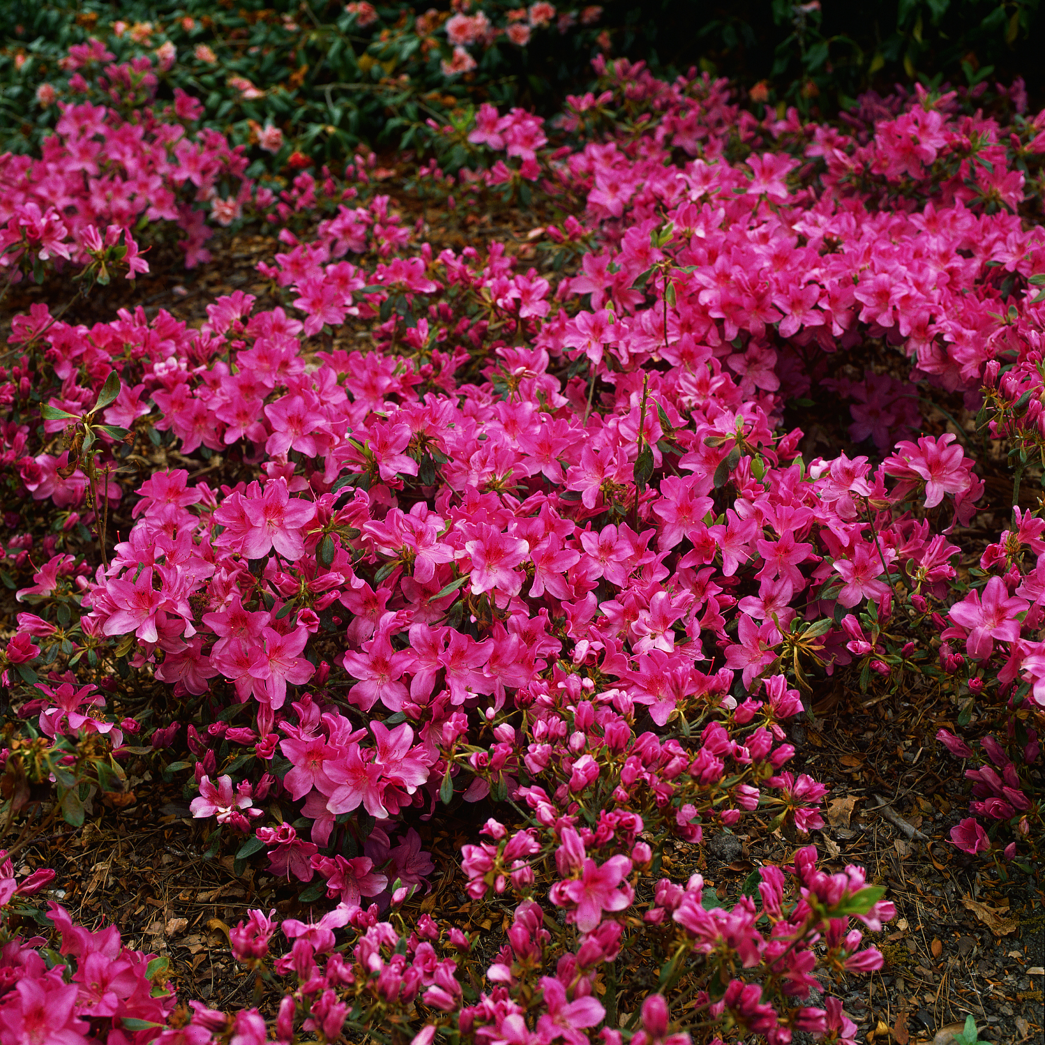 请600字博客文章主题是：杜鹃花养殖