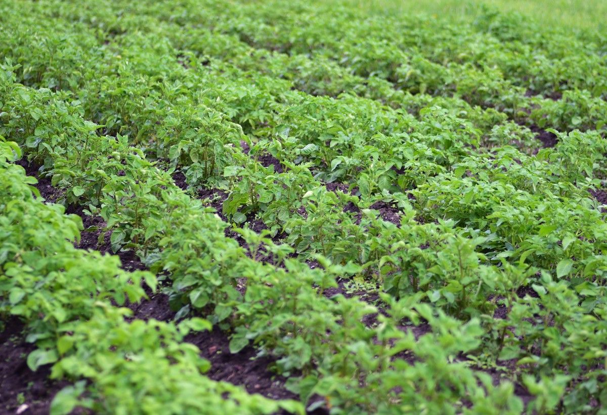 土豆耐寒种植技巧：提高土豆抗寒性的实用指南