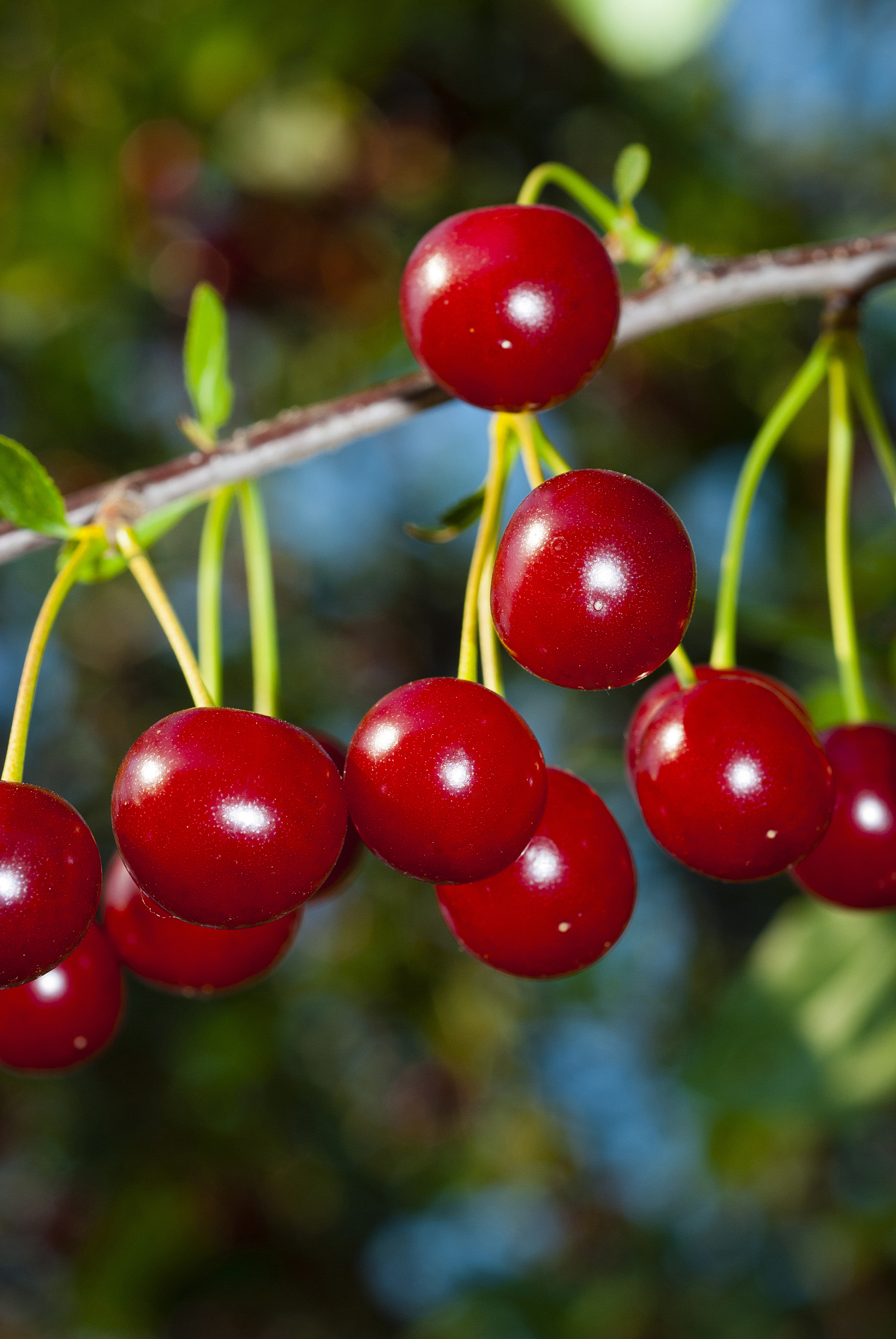 cherry