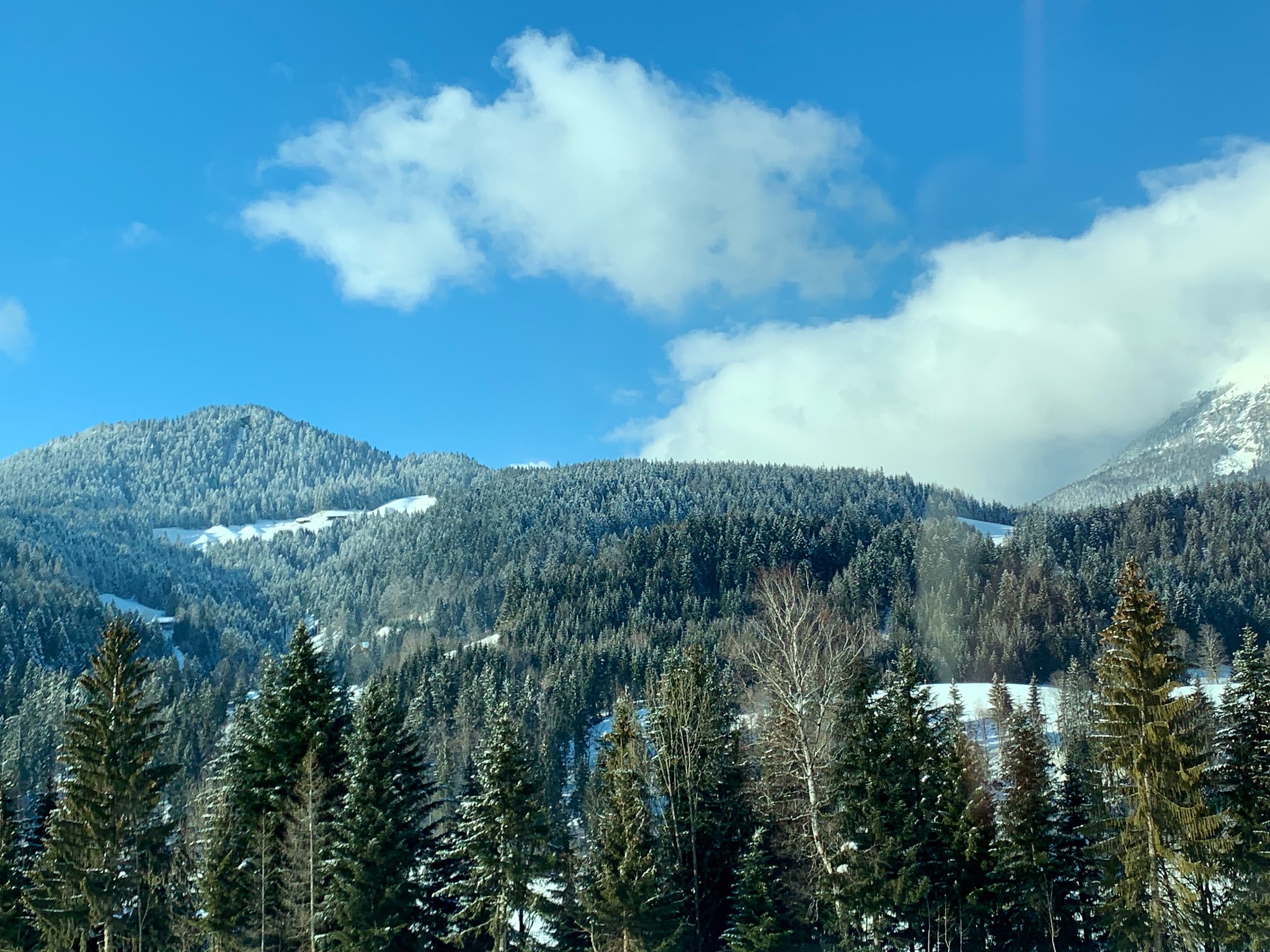 请用100字描述雪山连绵起伏云层漂浮山脚白桦伫立的场景