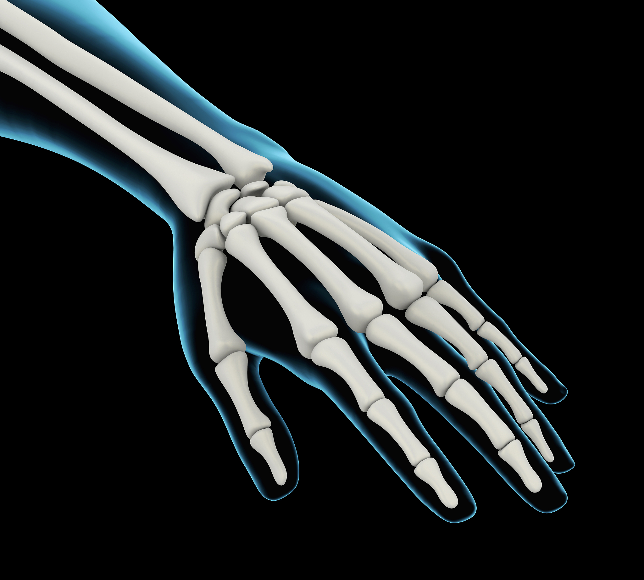 人体骨骼翻译：掌骨与桡骨关节 (CarpalJoint, palmMid)