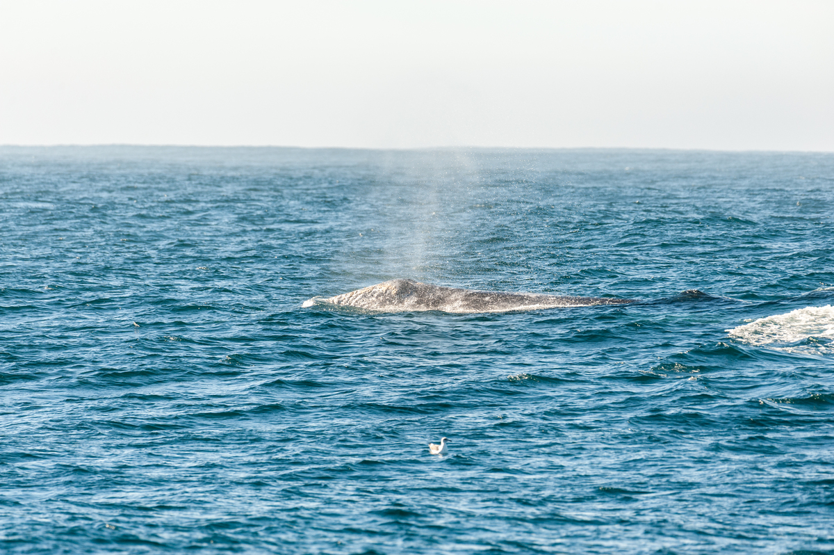 探索浩瀚海洋：生物多样性、自然奇观与人类关系