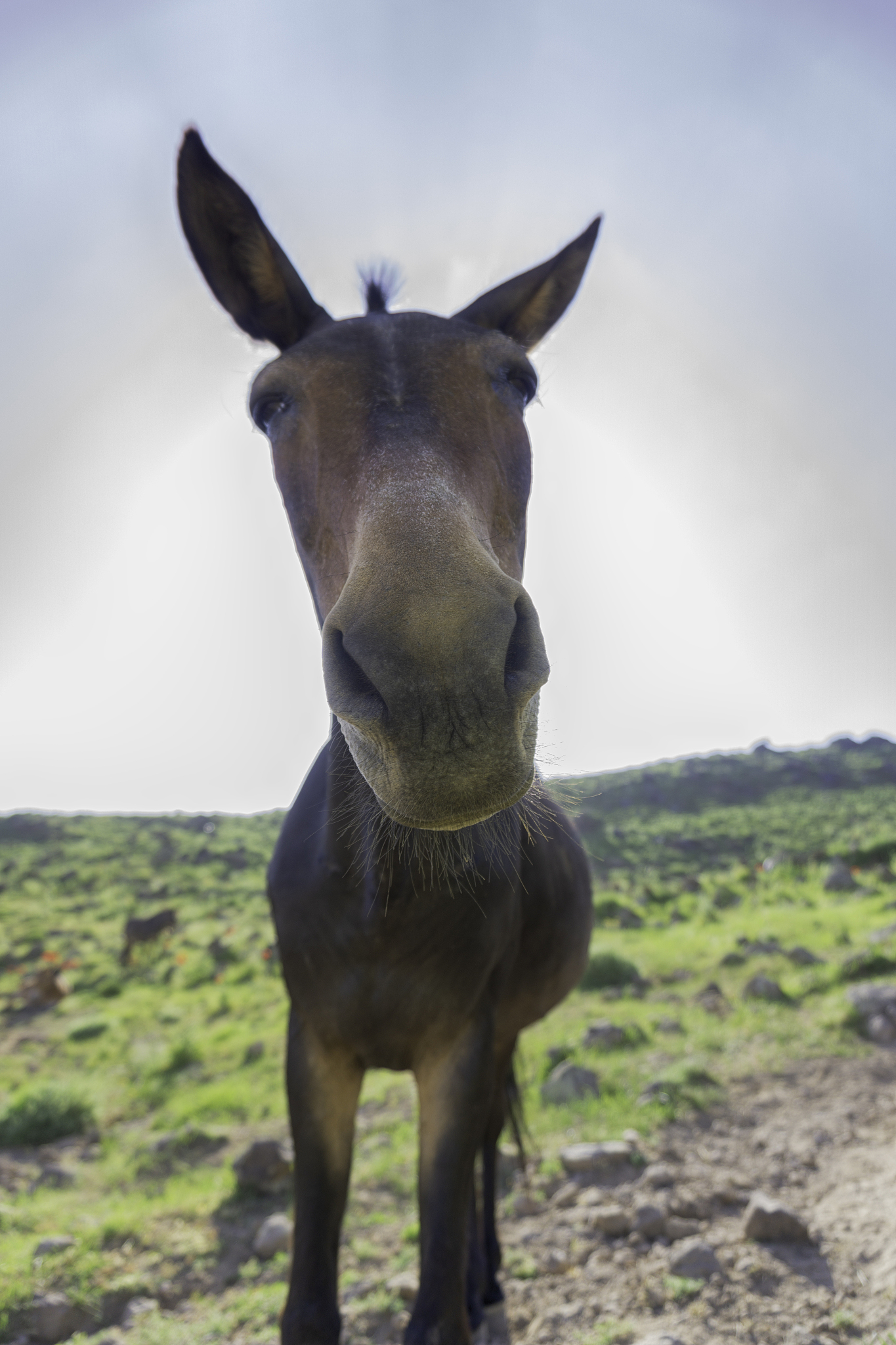 funny mule in the mountains