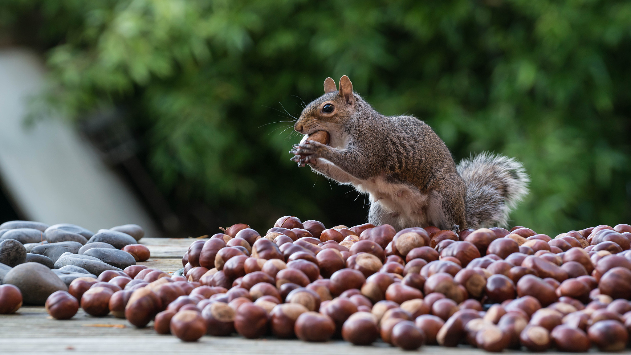 松鼠喜欢吃什么？