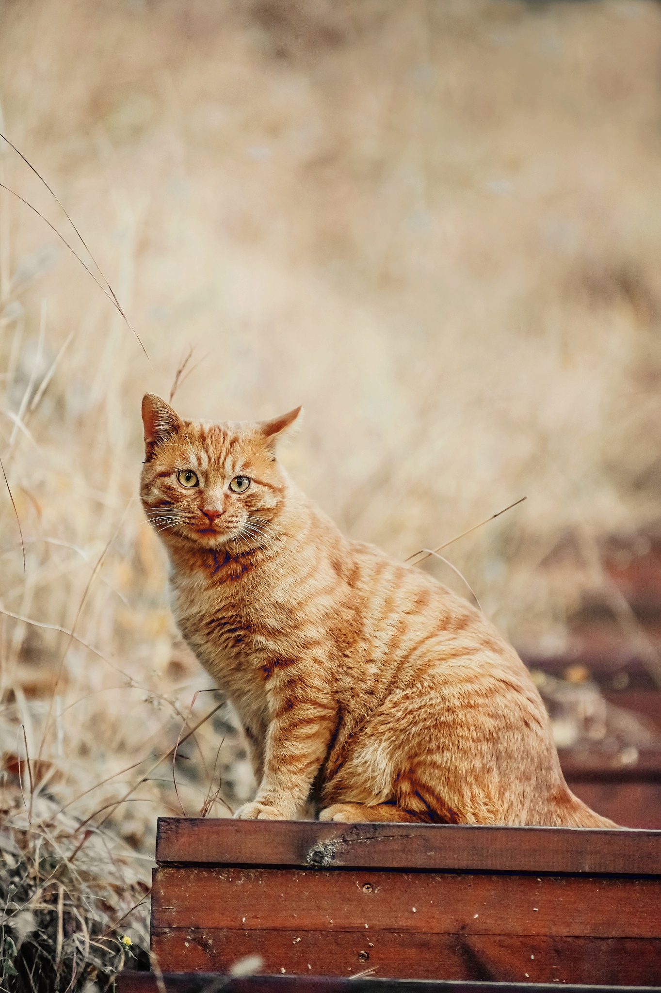 猫斗小古文赏析：一只勇敢、优雅的猎手