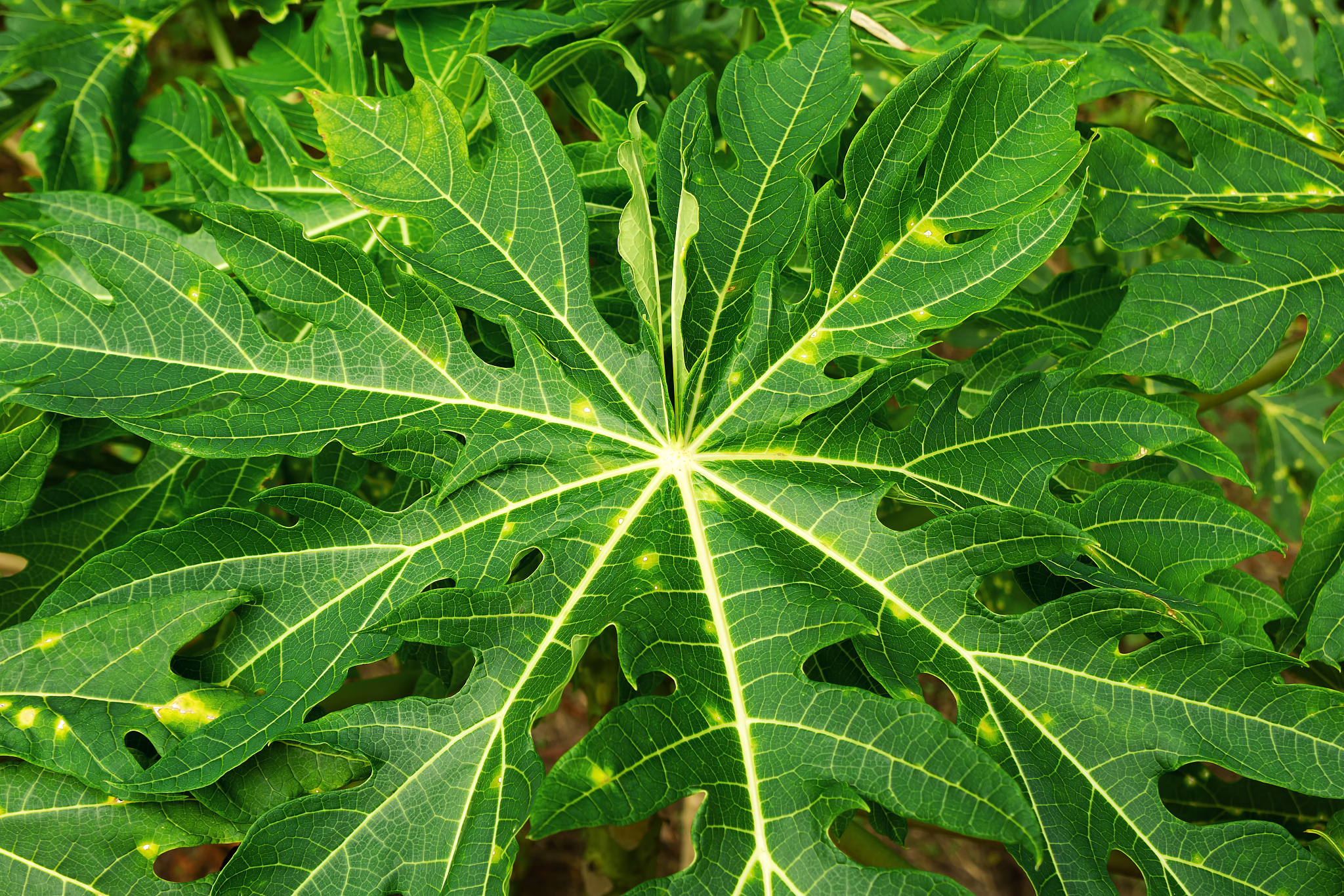 top view on the green leaves of papaya tree, closeup.
