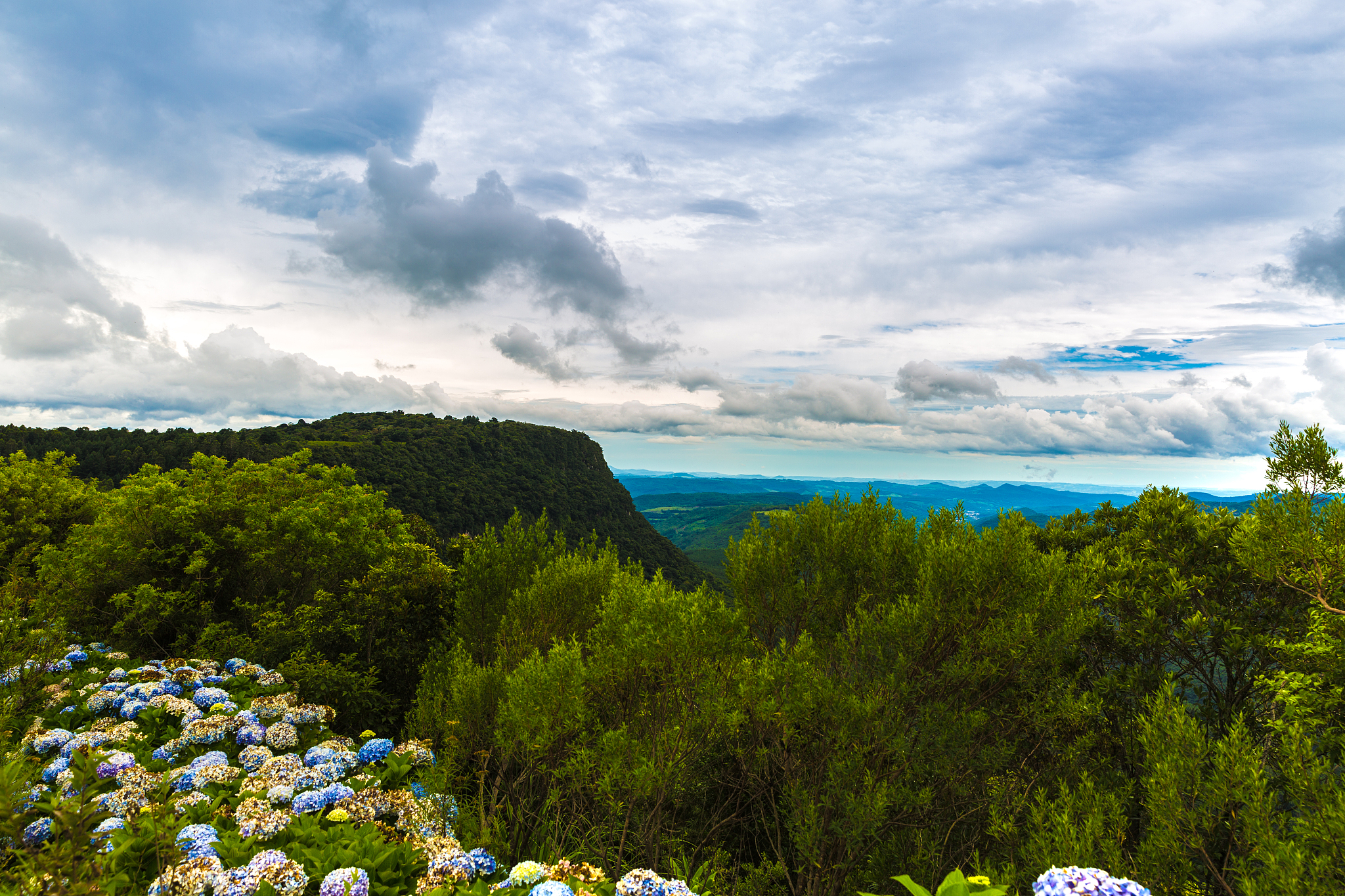 hydrangea flower in gramado and canela, rio grande do sul, brazi