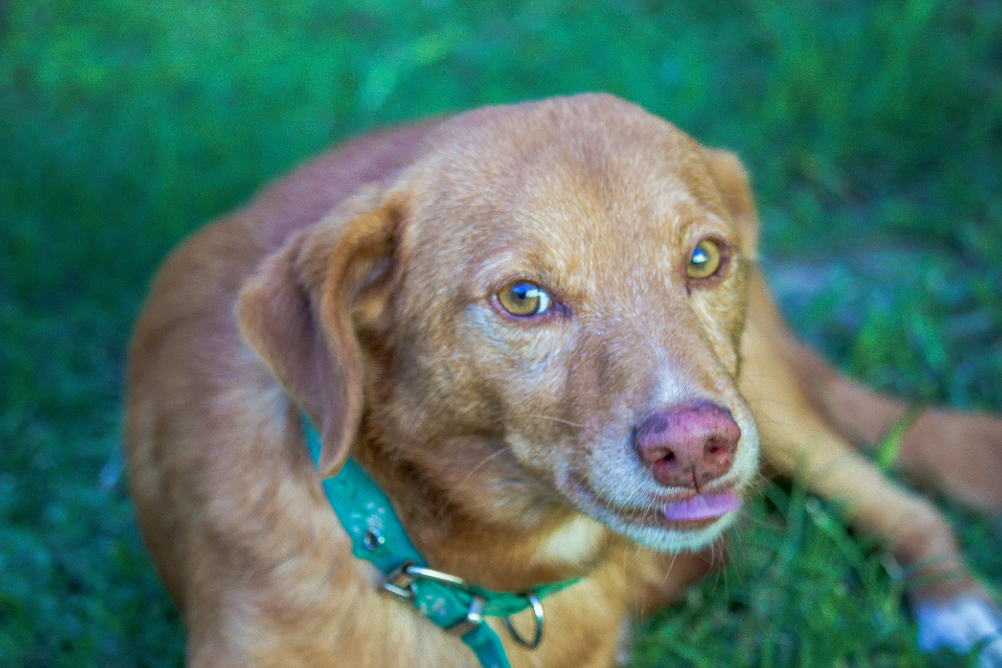 狗中毒也会怕光吗回答+拓展