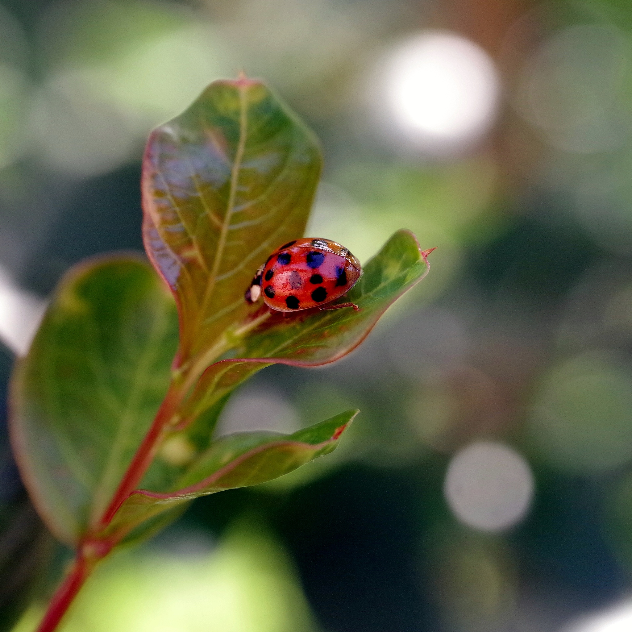 奇缘之旅手游更新日志：版本1.0.1 新增剧情、优化画面、修复bug