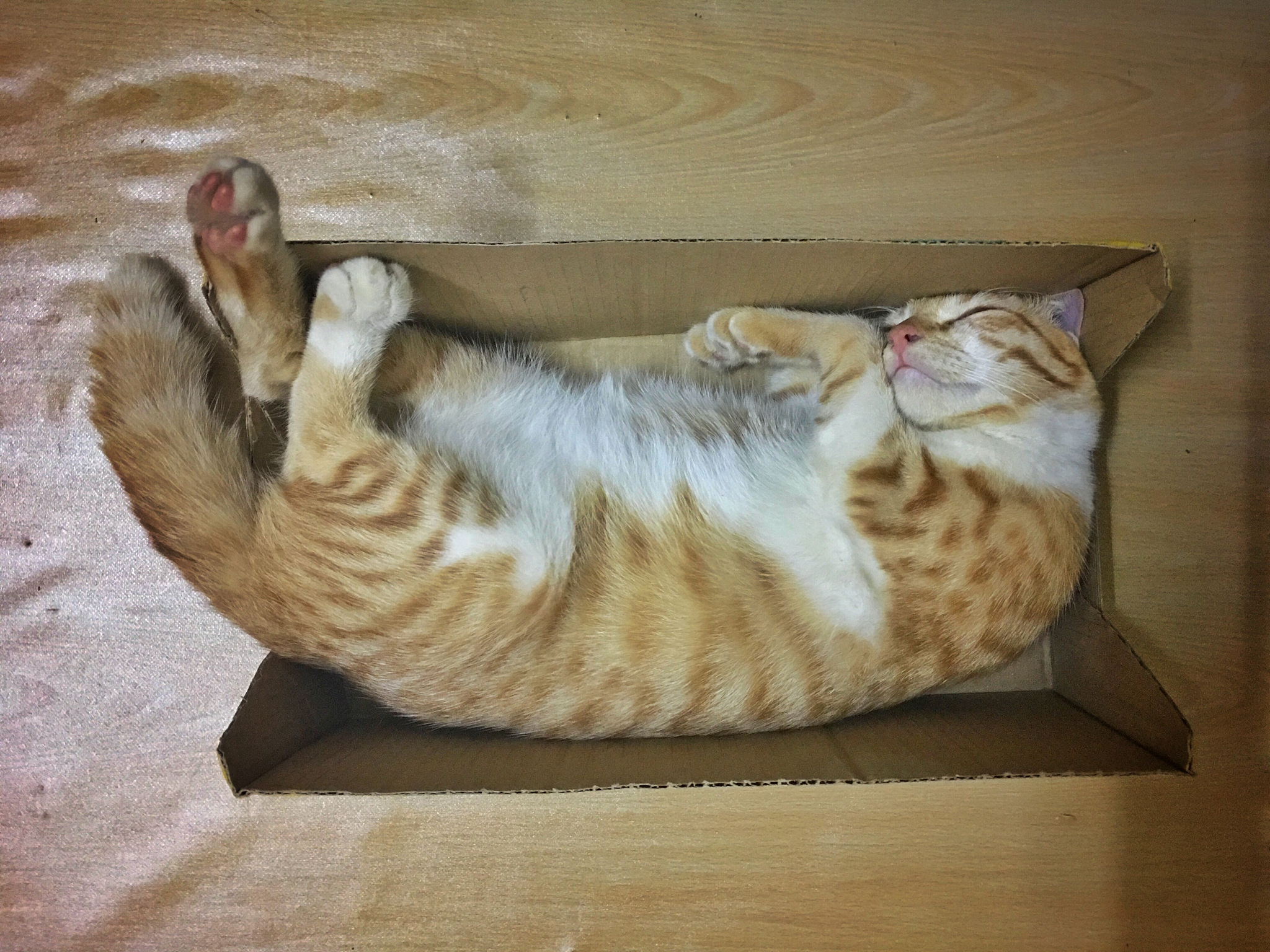 猫咪的身体为什么会那么柔软