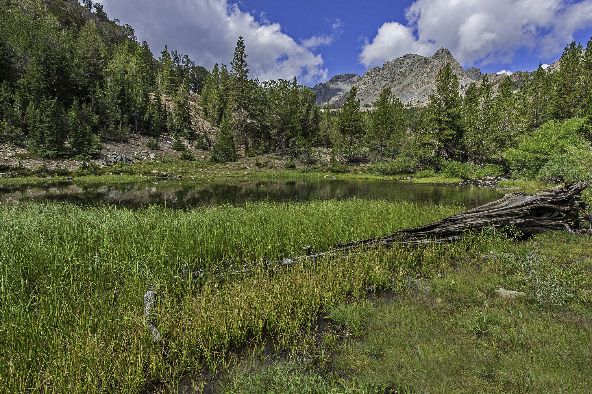 virginia lake edge with reeds and reflections.
