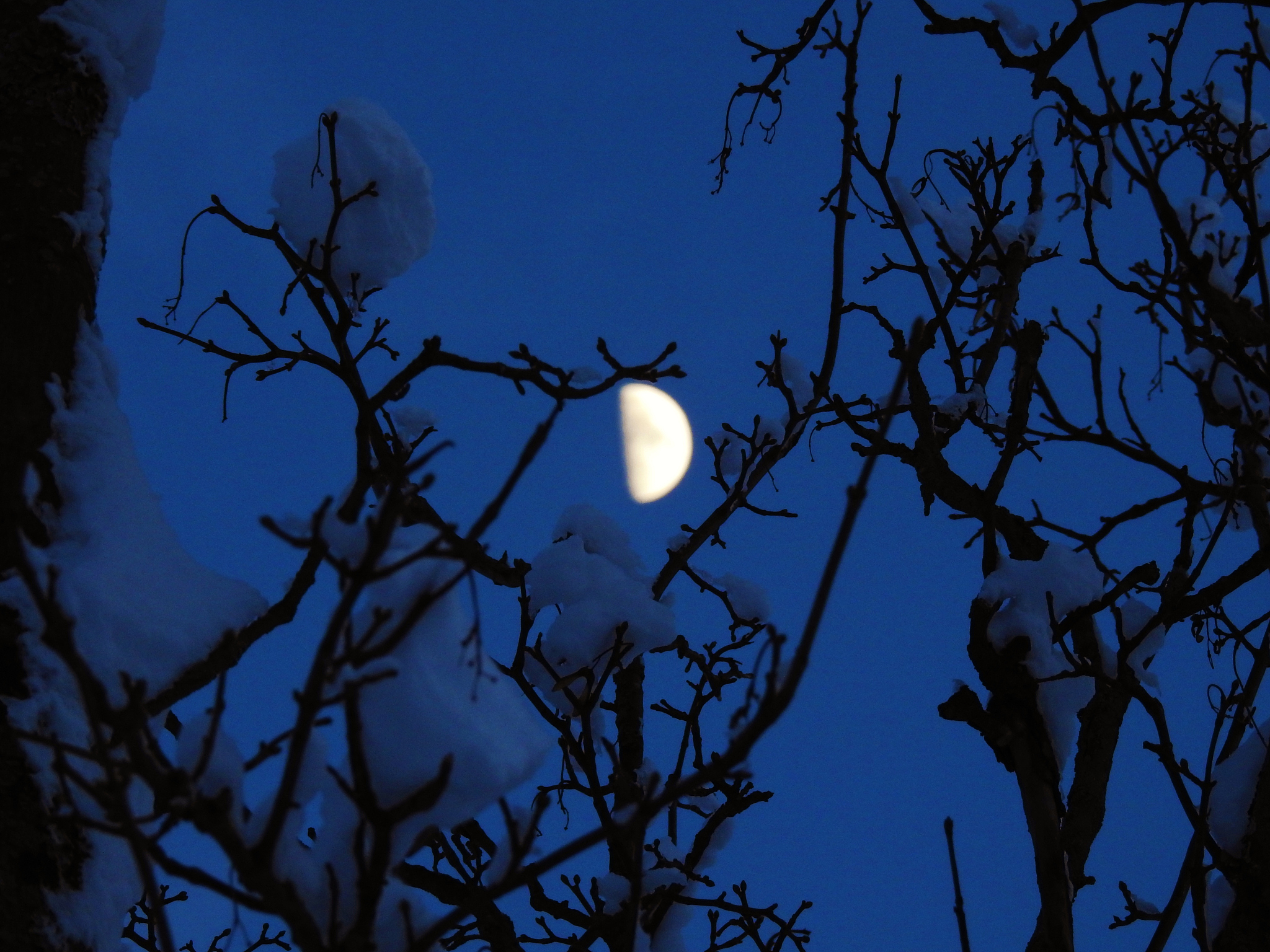 月色真美：不仅仅是美丽，更是一种深刻的象征