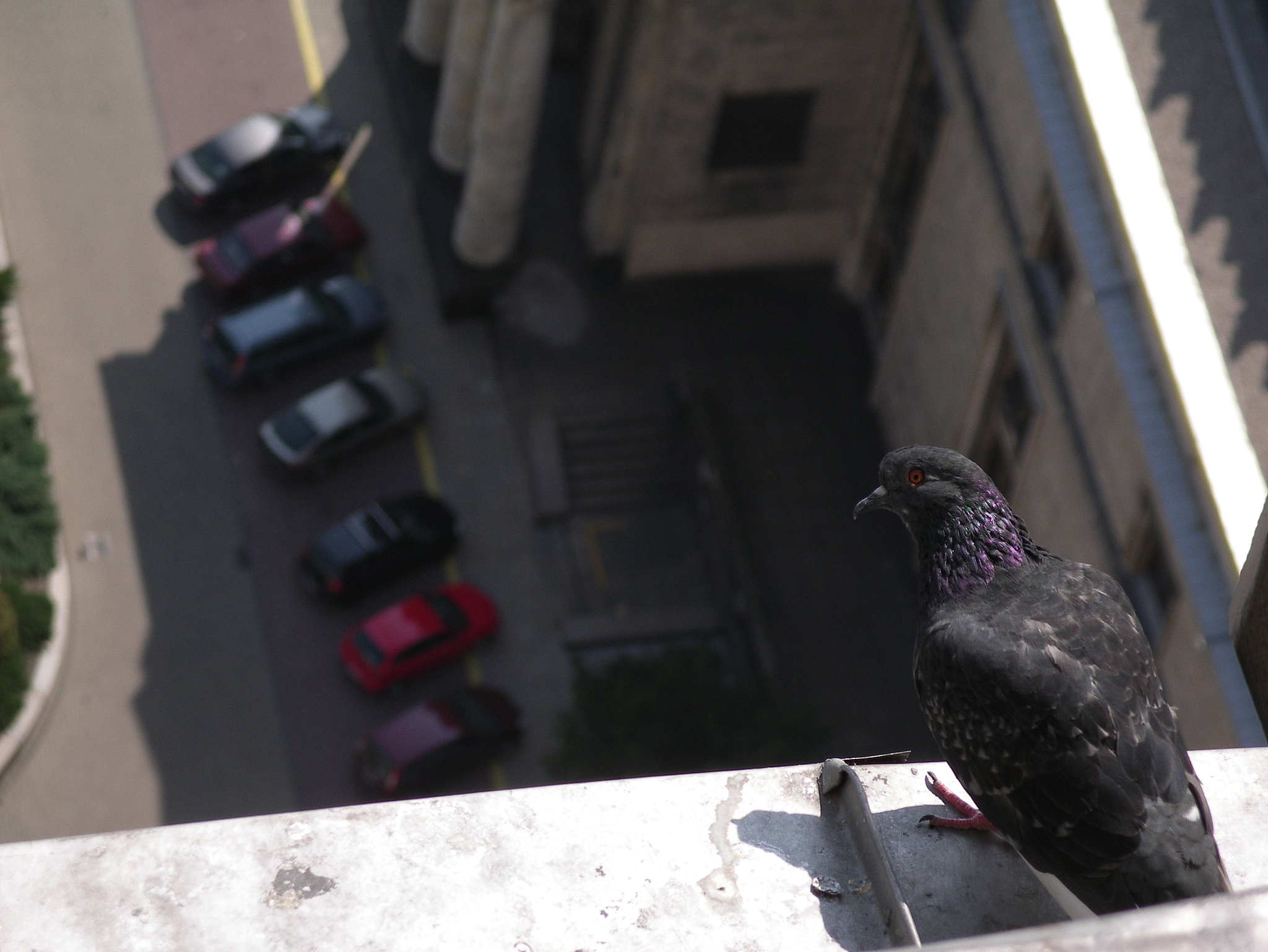 pigeon about to fly away in warsaw