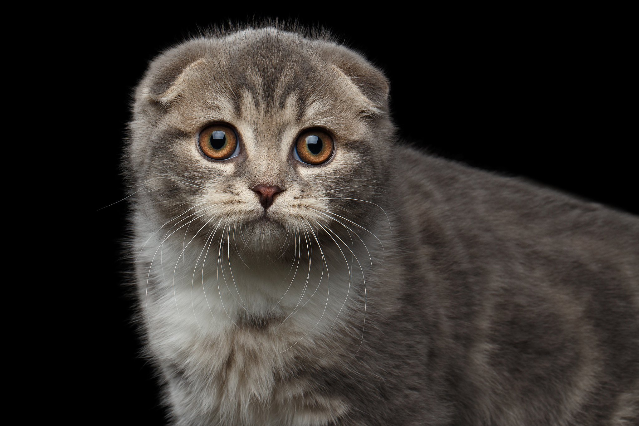cute little kitty scottish fold breed on isolated black backgrou