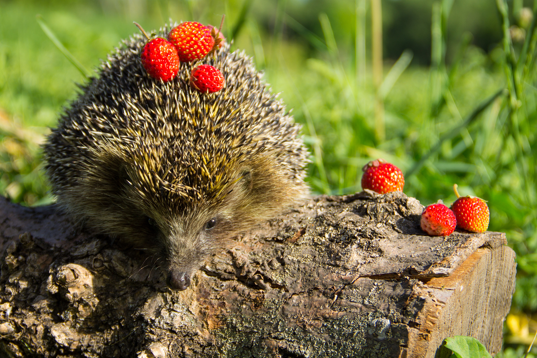 刺猬以什么为食