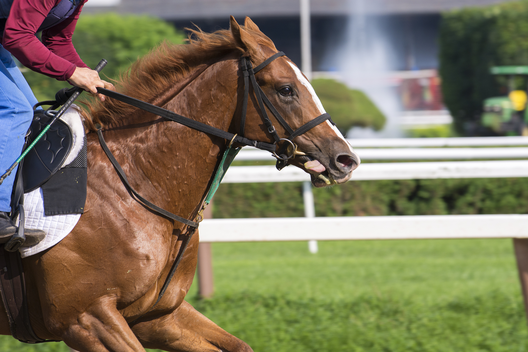 horse racing at course