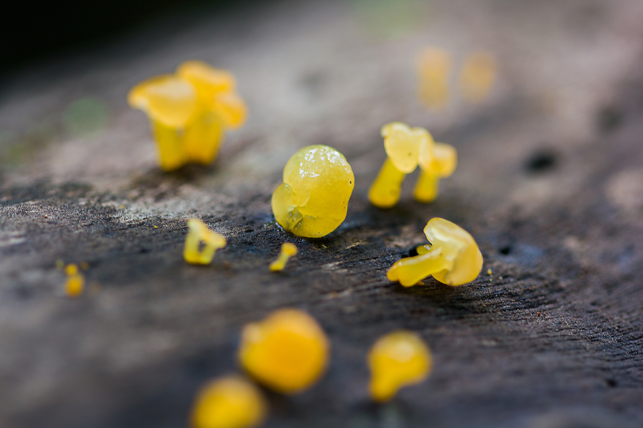 关于真菌性角膜炎中环境因素气候、污染、气体等这个发病机制的具体说明至少300字