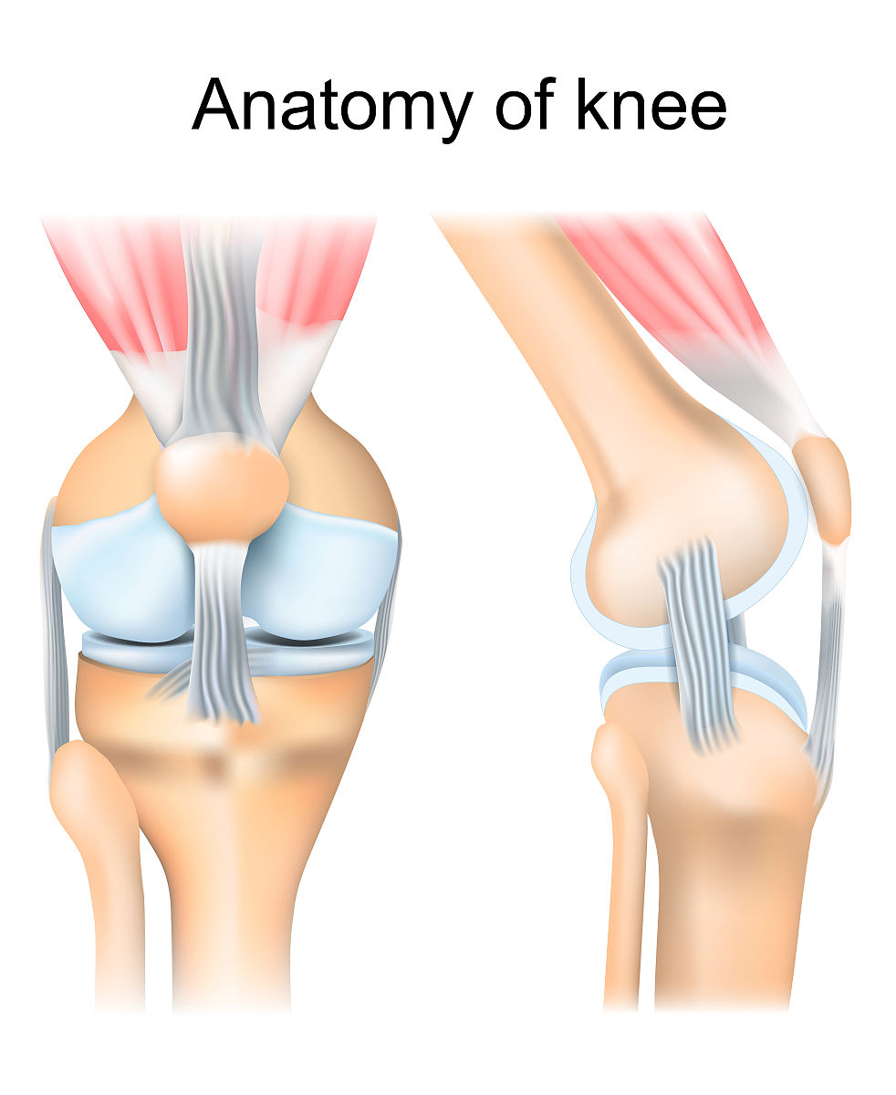 屈髋时为什么要屈膝？避免股后肌群限制！