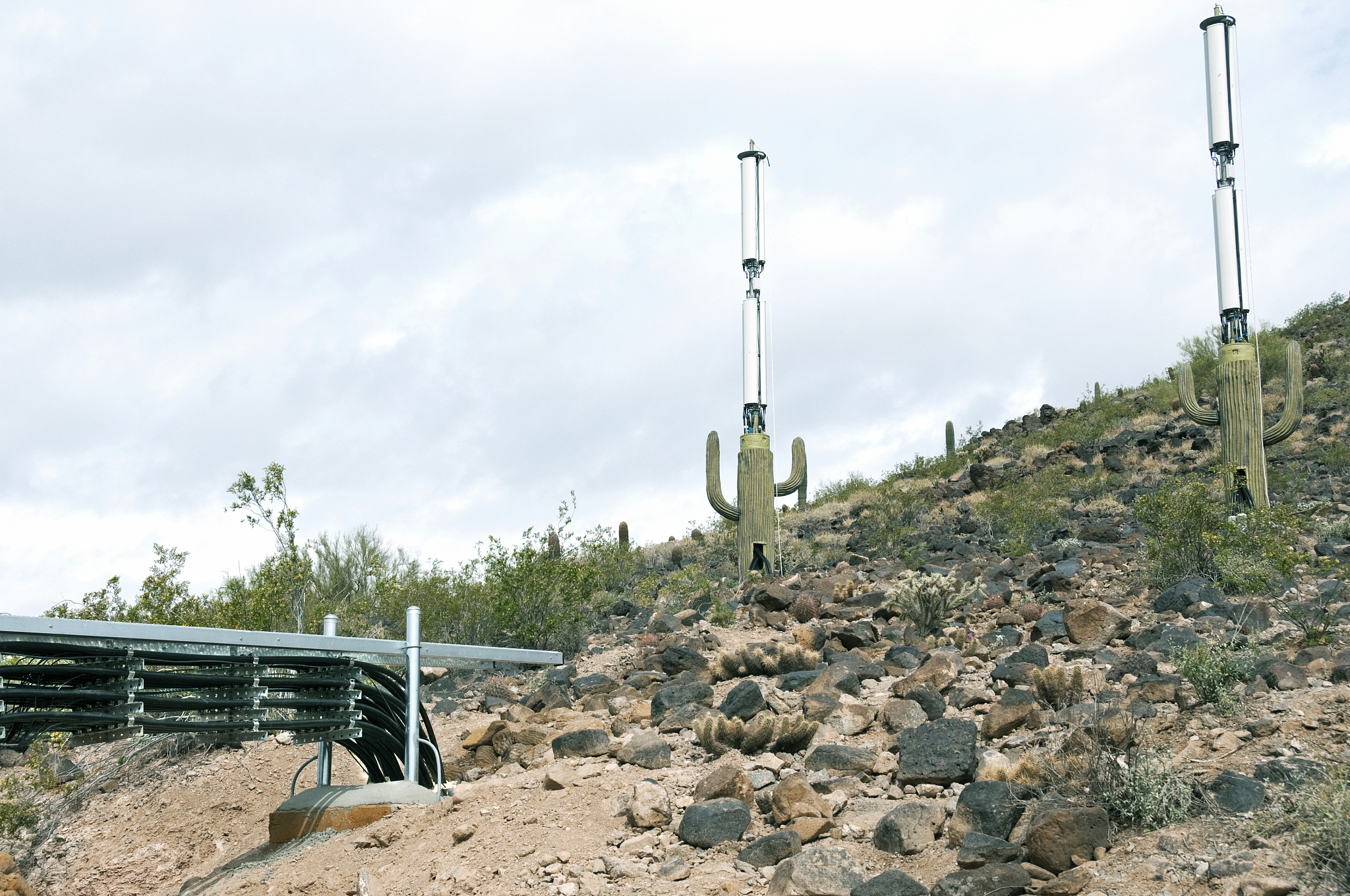 cell towers disguised as cacti under construction in phoenix az
