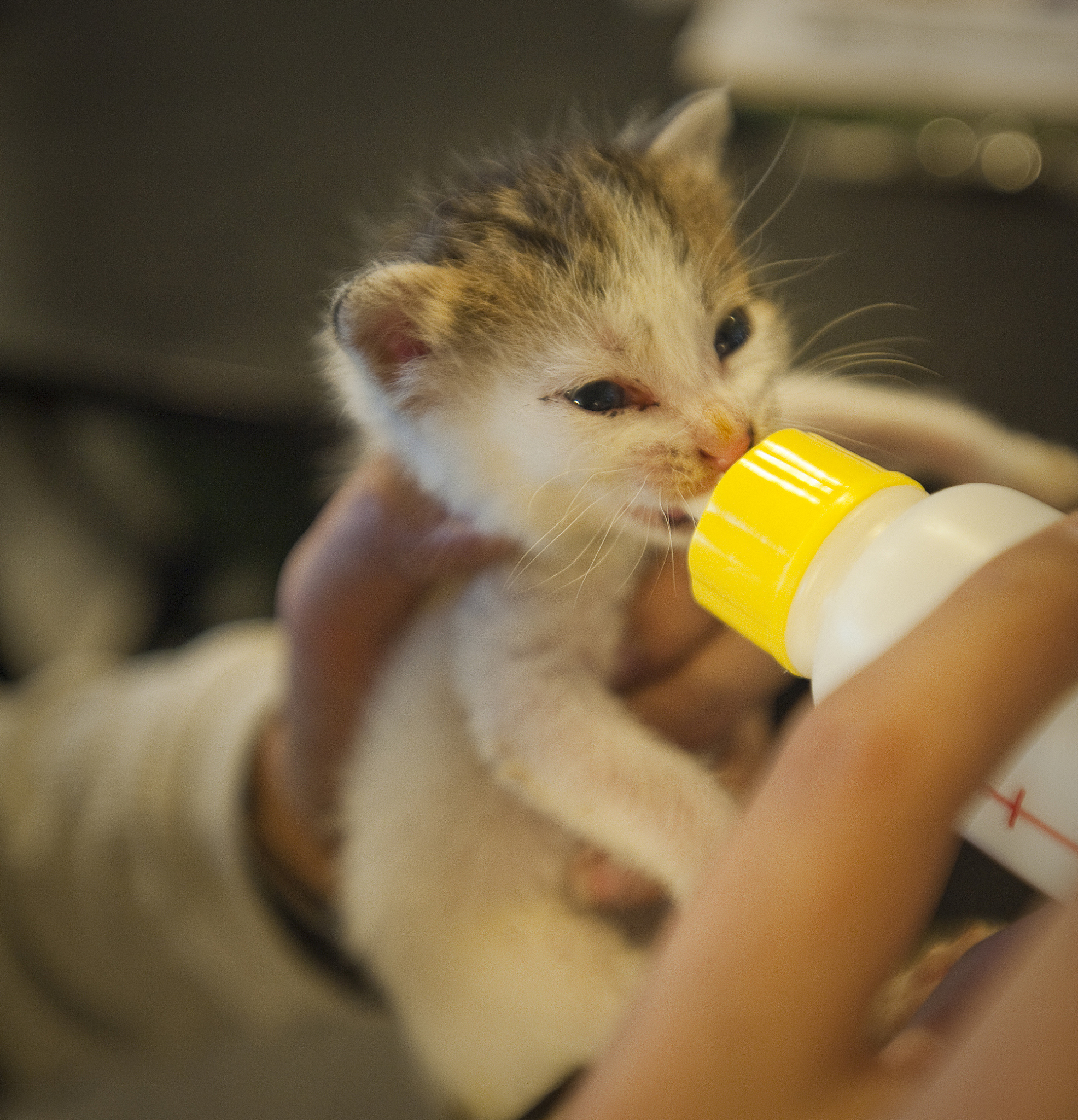 给猫咪喂奶粉的正确方法？1 选择适合猫咪年龄和健康状况的奶粉：不同年龄段的猫咪需要不同类型的奶粉而有些猫咪可能会对某些成分过敏因此在选择奶粉时需要仔细查看成分表。2 准备奶瓶和奶嘴：选择适合猫咪嘴型和大小的奶瓶和奶嘴以确保猫咪能够顺利地吸食奶粉。3 清洁消毒：在每次喂食前需要将奶瓶和奶嘴用热水和洗洁精清洗干净并用开水或消毒液消毒。4 按照奶粉包装上的指示配制奶粉：通常需要将奶粉和温水混合确保奶粉充