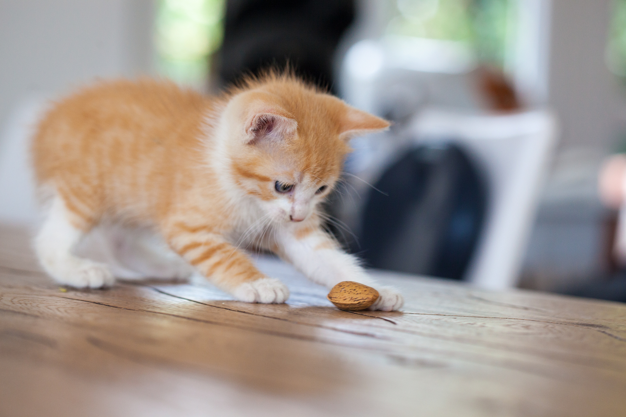 以“我家的小花猫”为题，写一篇小作文