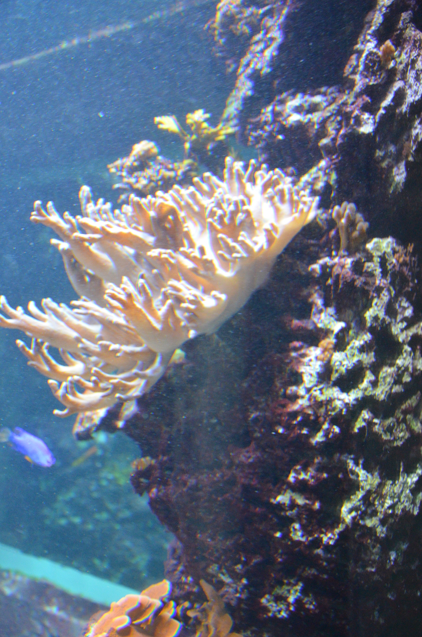 coral in the berlin aquarium, germany