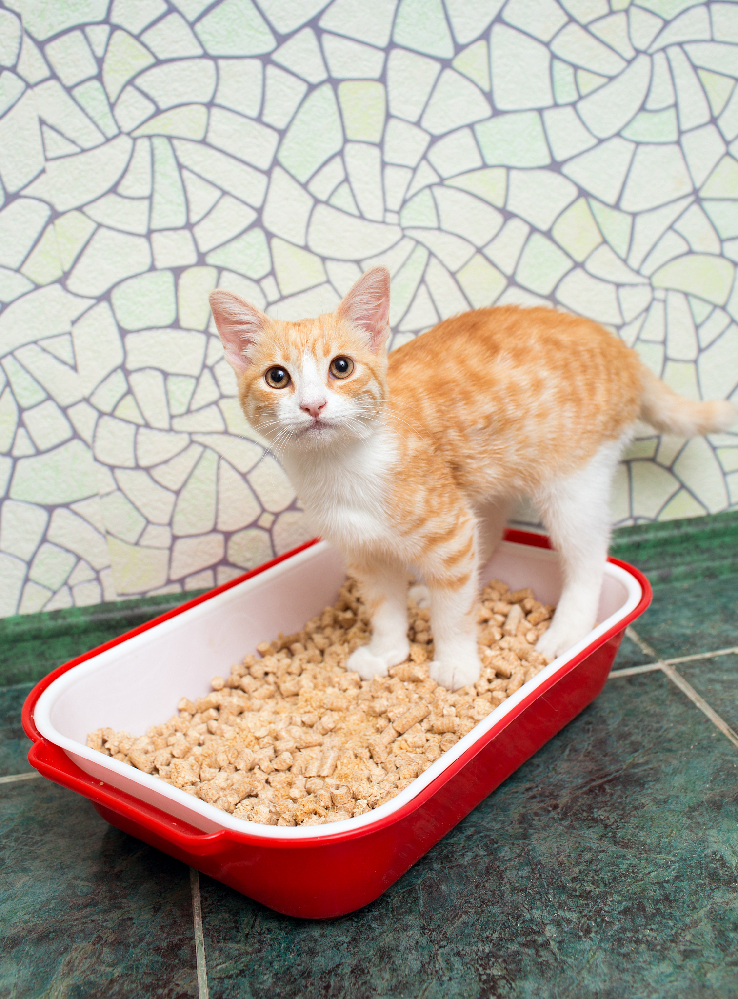 养猫必备用品清单：从猫粮到猫保险，全方位指南
