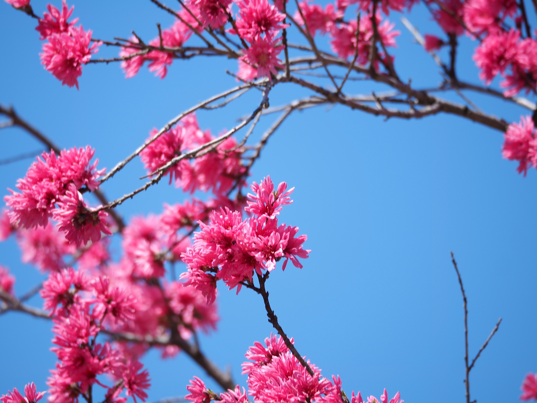 东至县旅游攻略：赏花、游山、品美食，玩转安徽历史文化名城