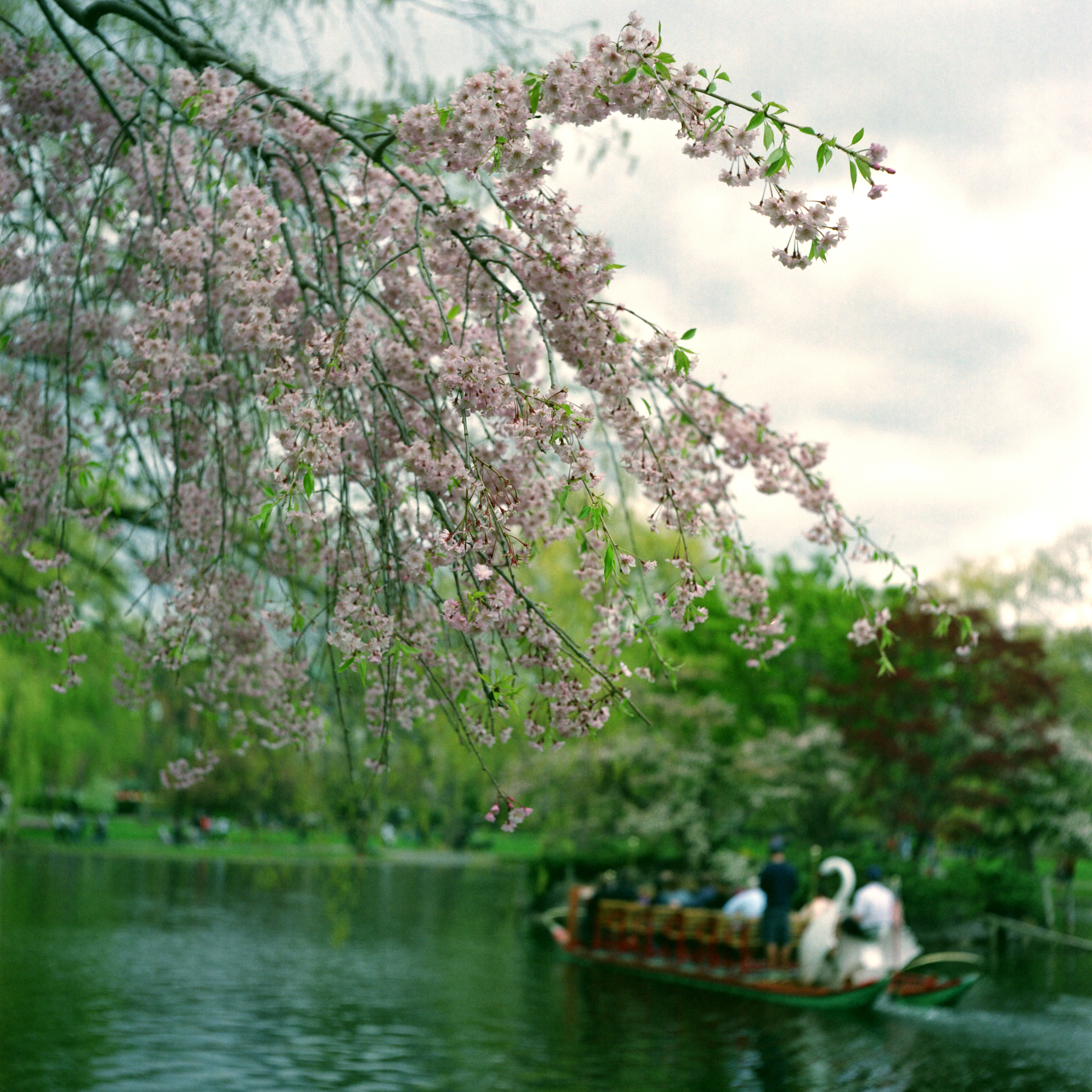 春意盎然：闲庭诗歌