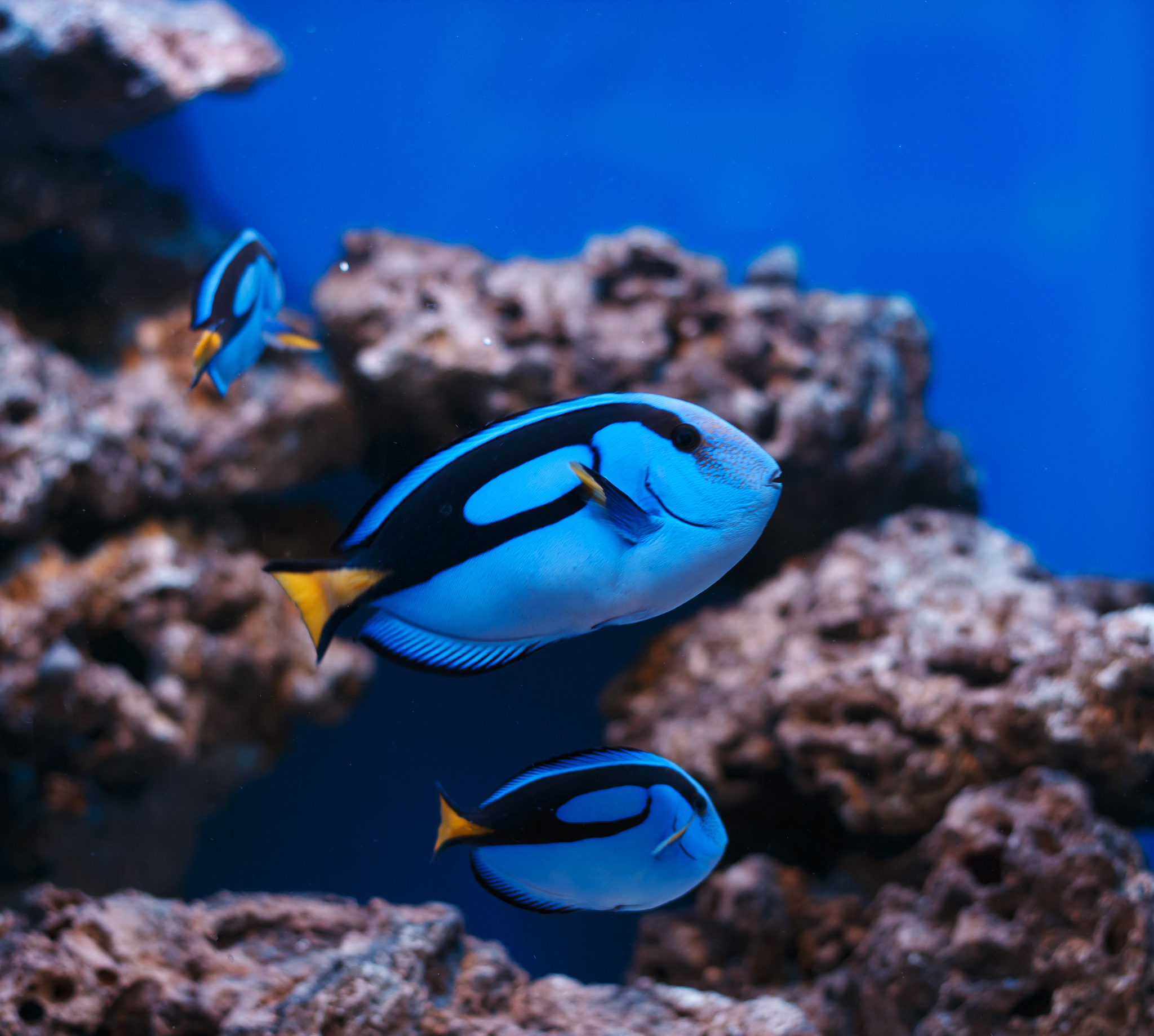blue tang fish tropical fish