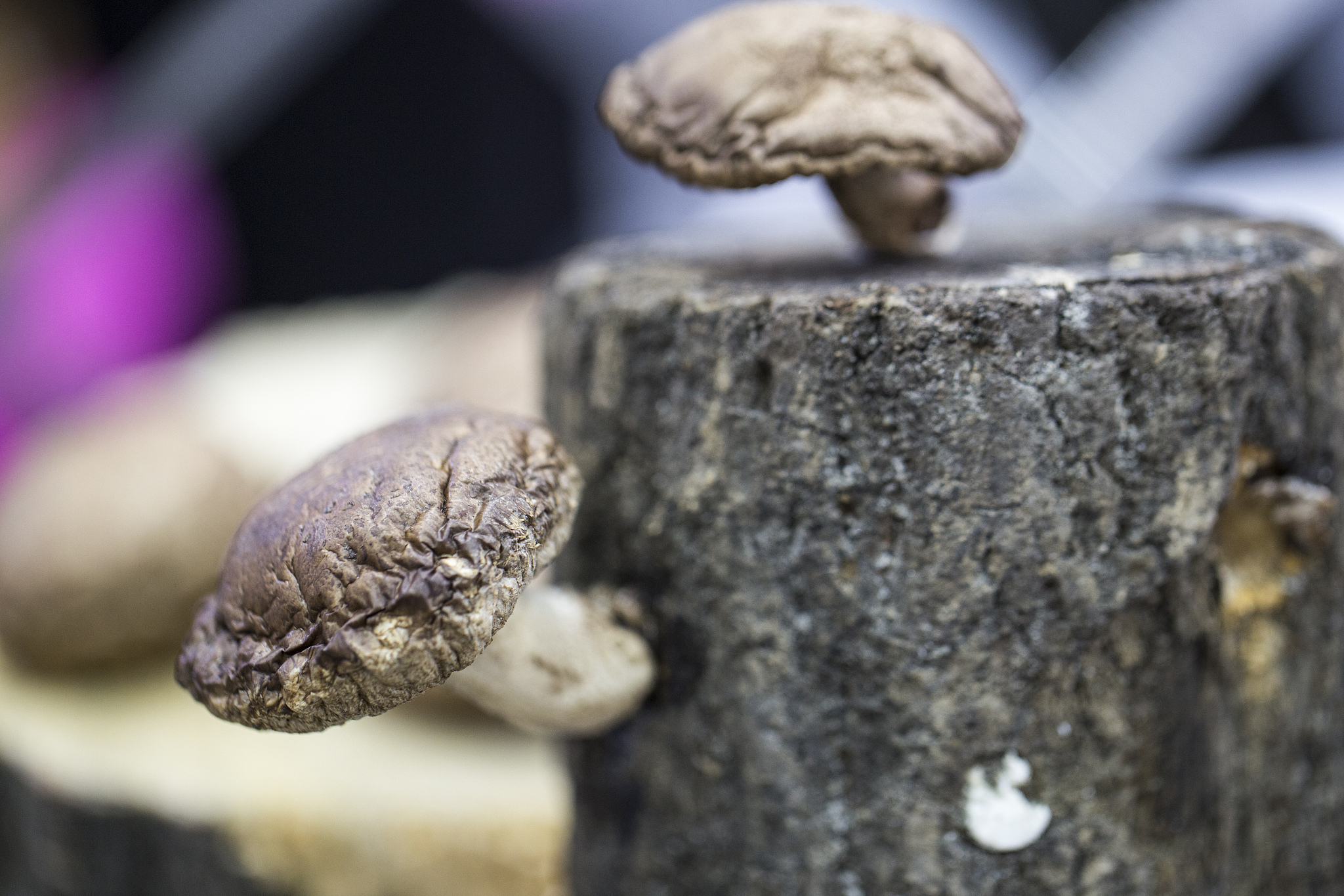 蘑菇放了十天还能吃吗？安全食用指南