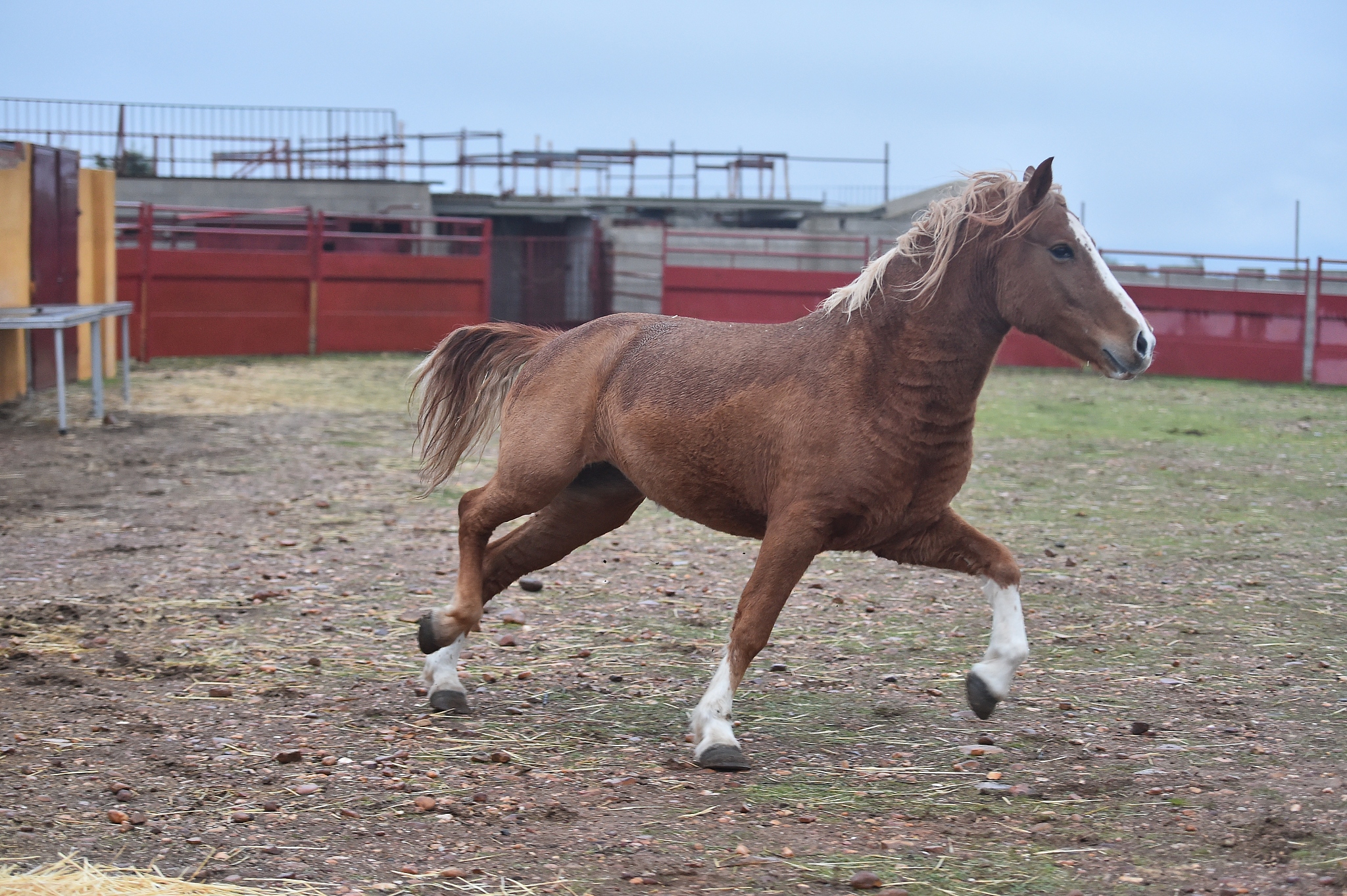 horse
