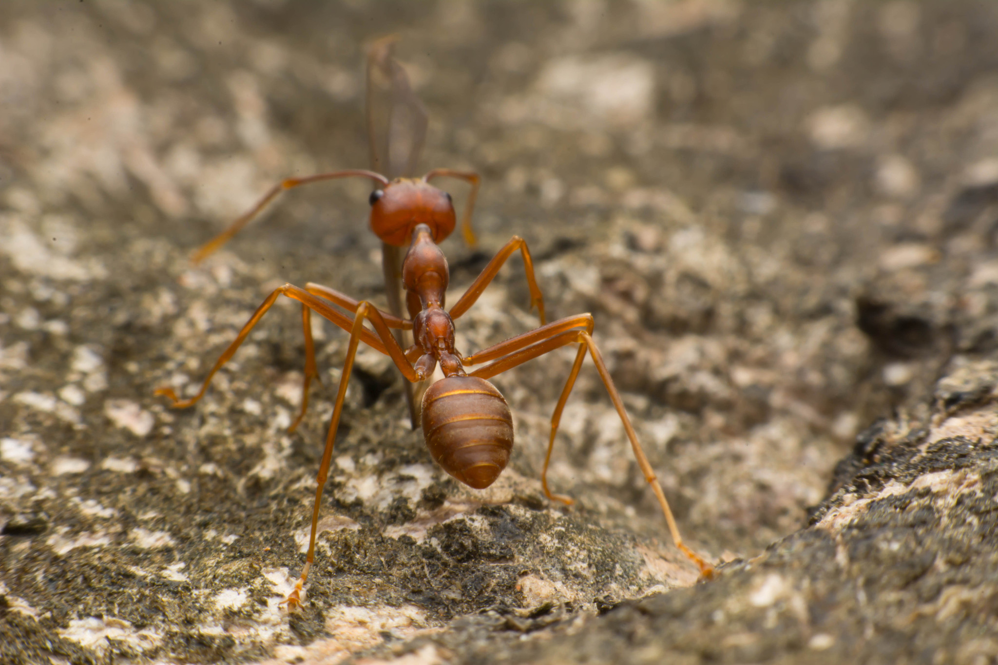 车边总有蚂蚁？原因及解决方法