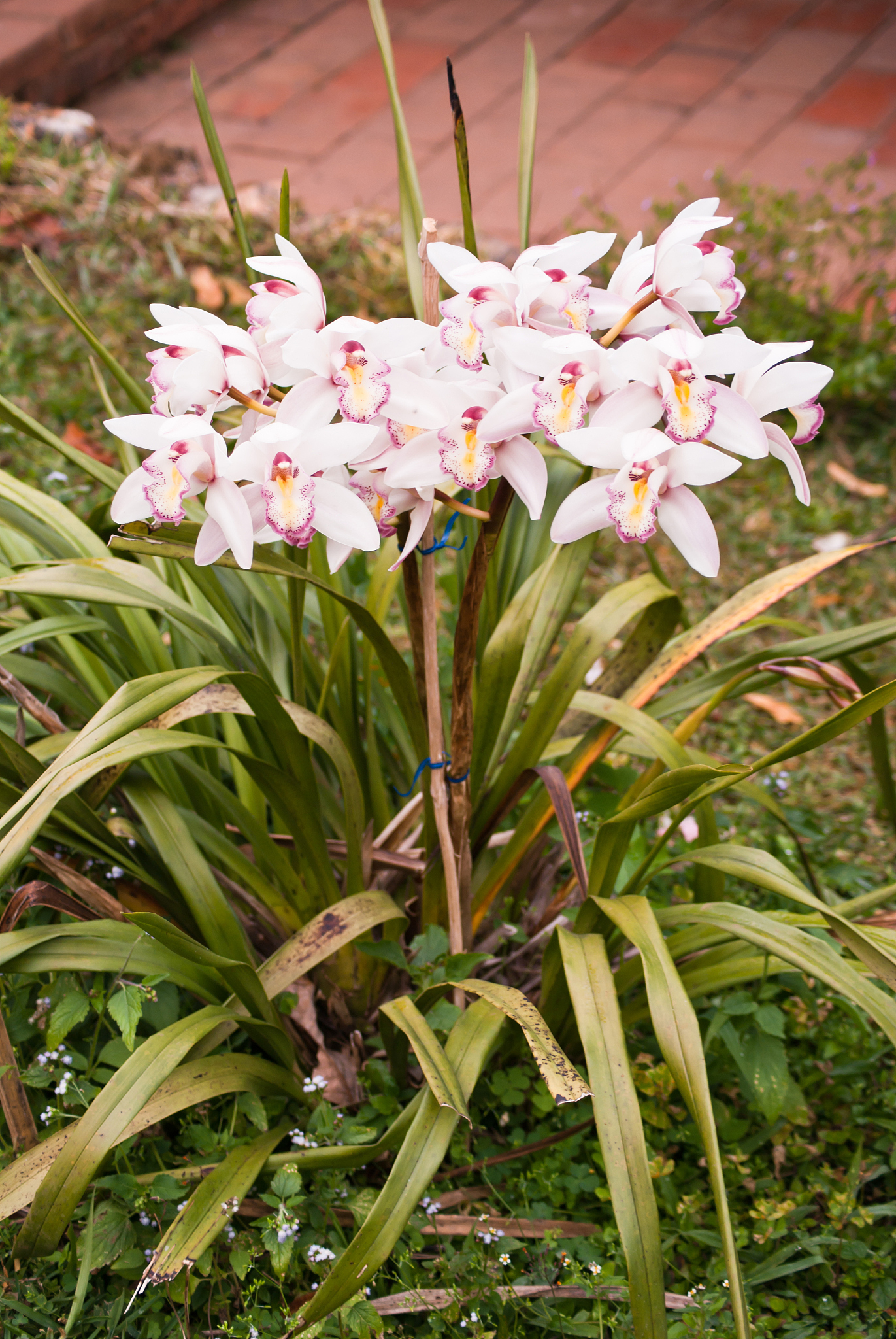 orchid