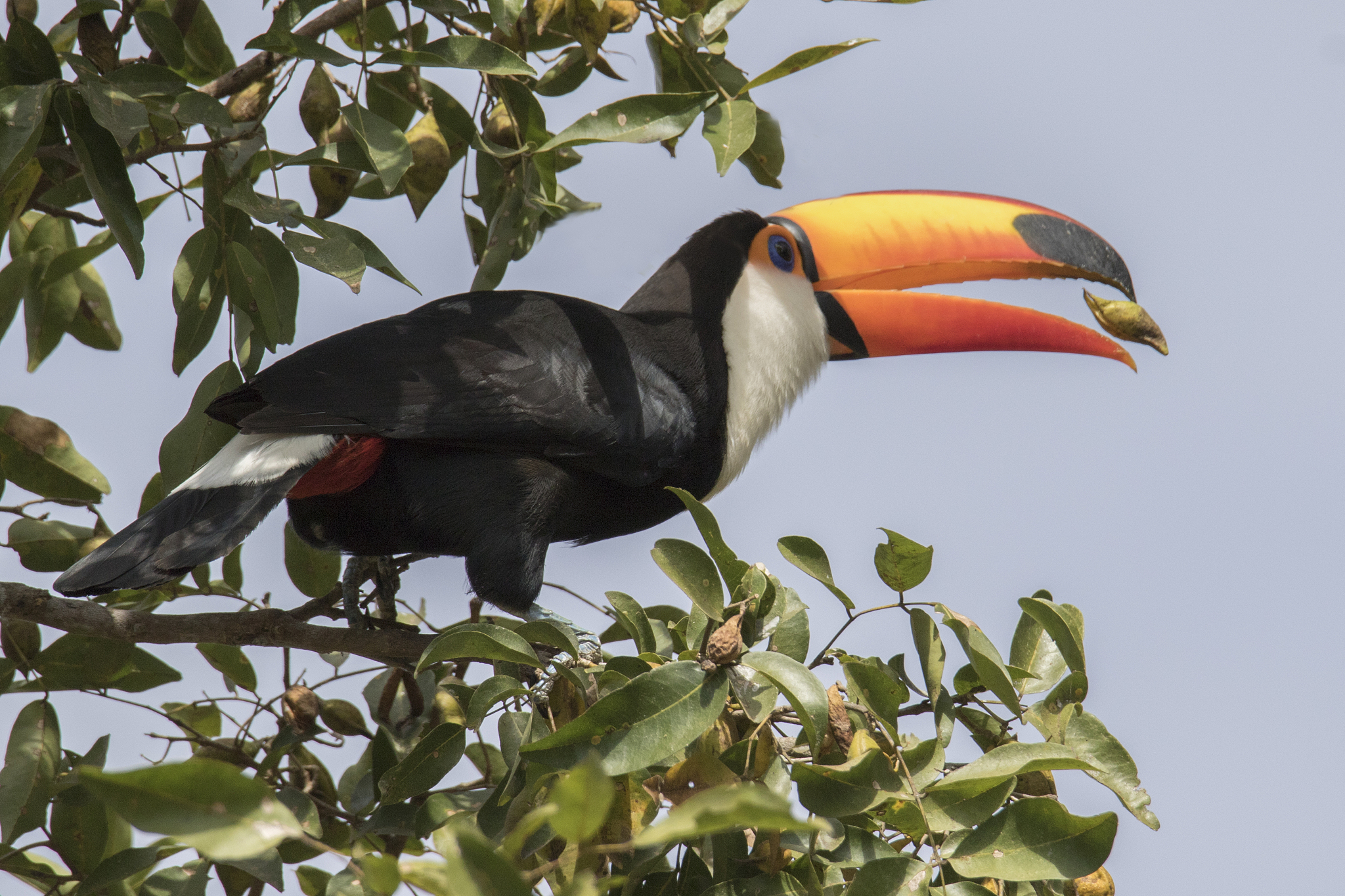 toco toucan eating a nut