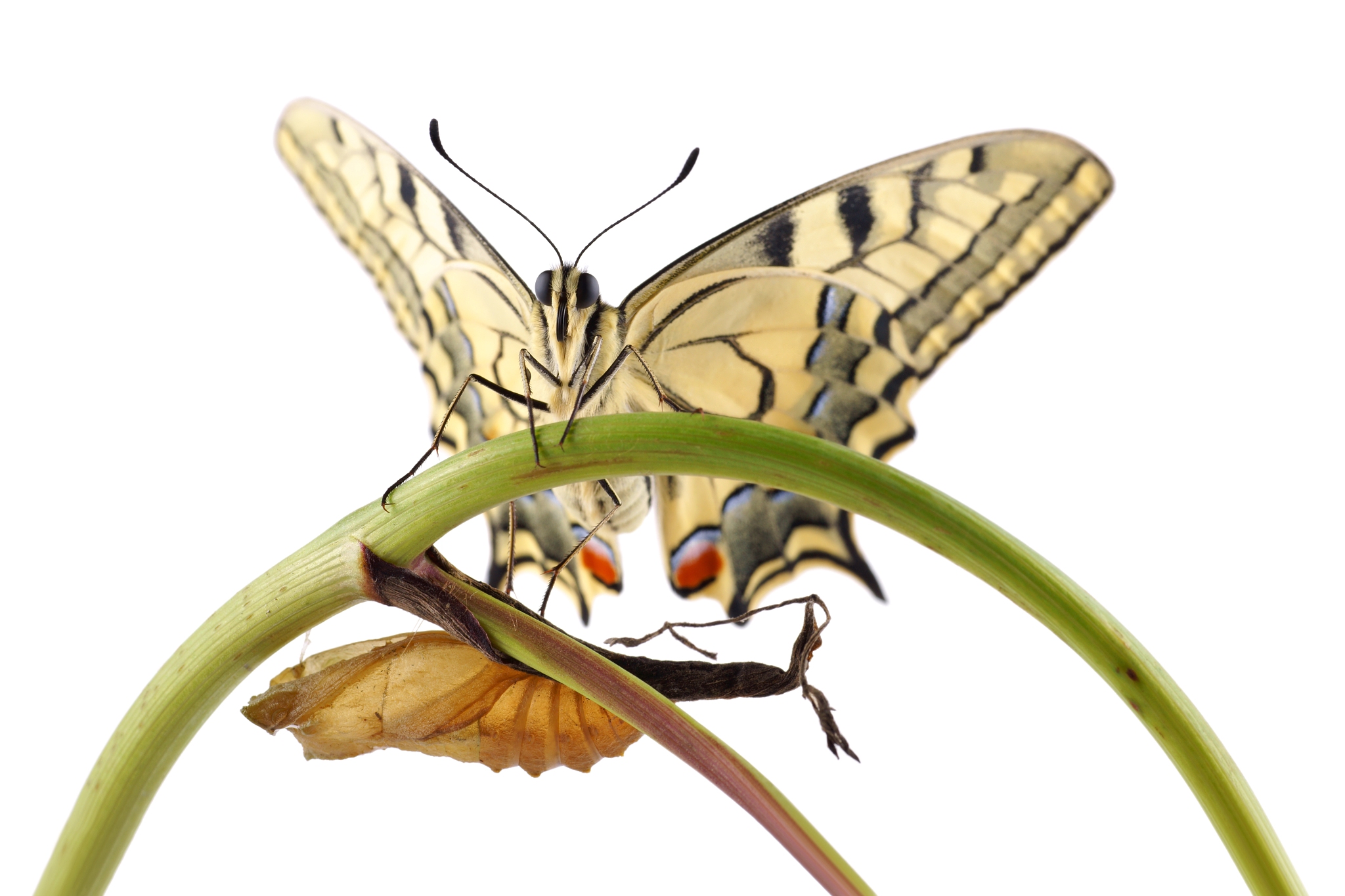 old world swallowtail (papilio machaon) butterfly