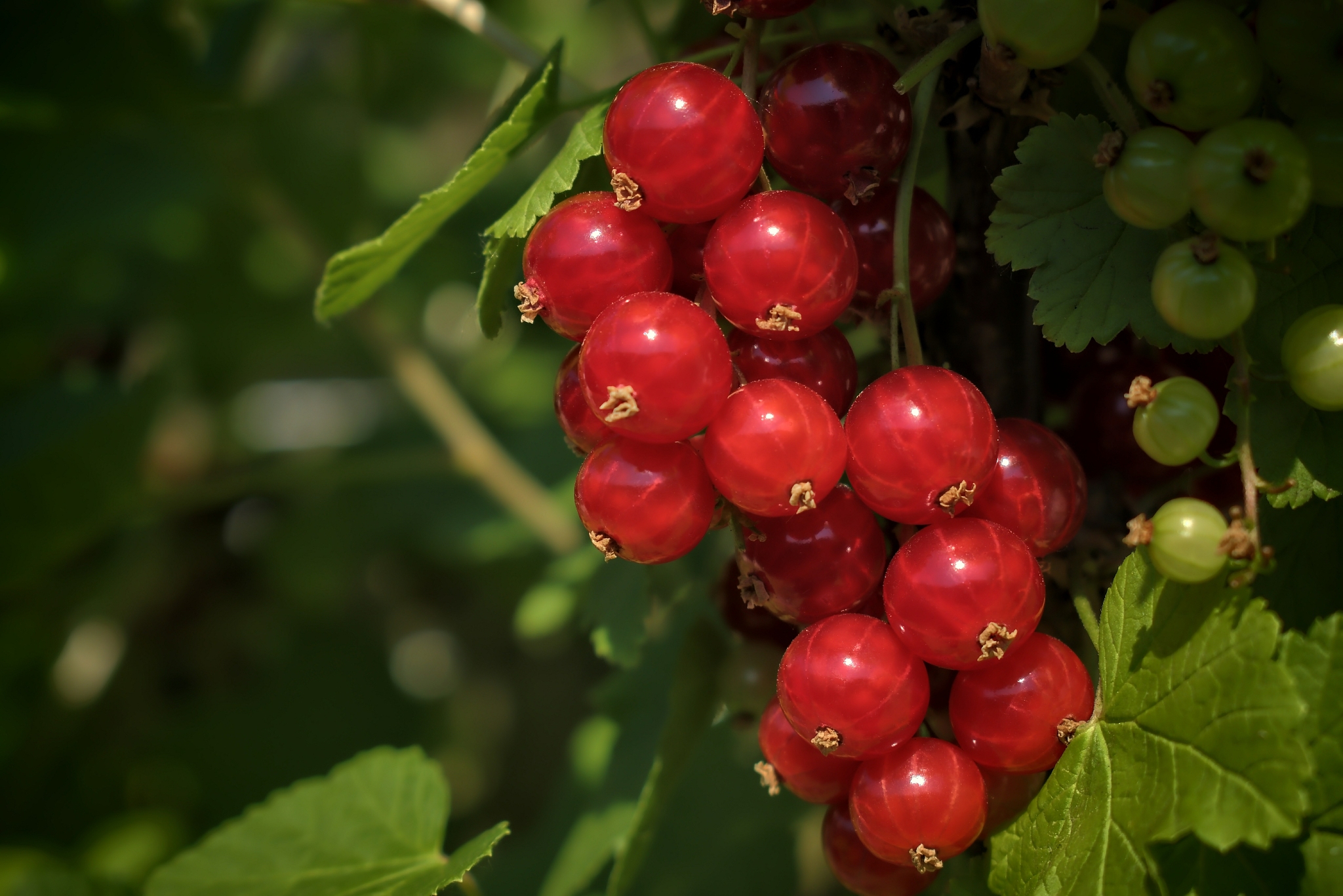 gardening, cultivation, agriculture and care of vegetables and f
