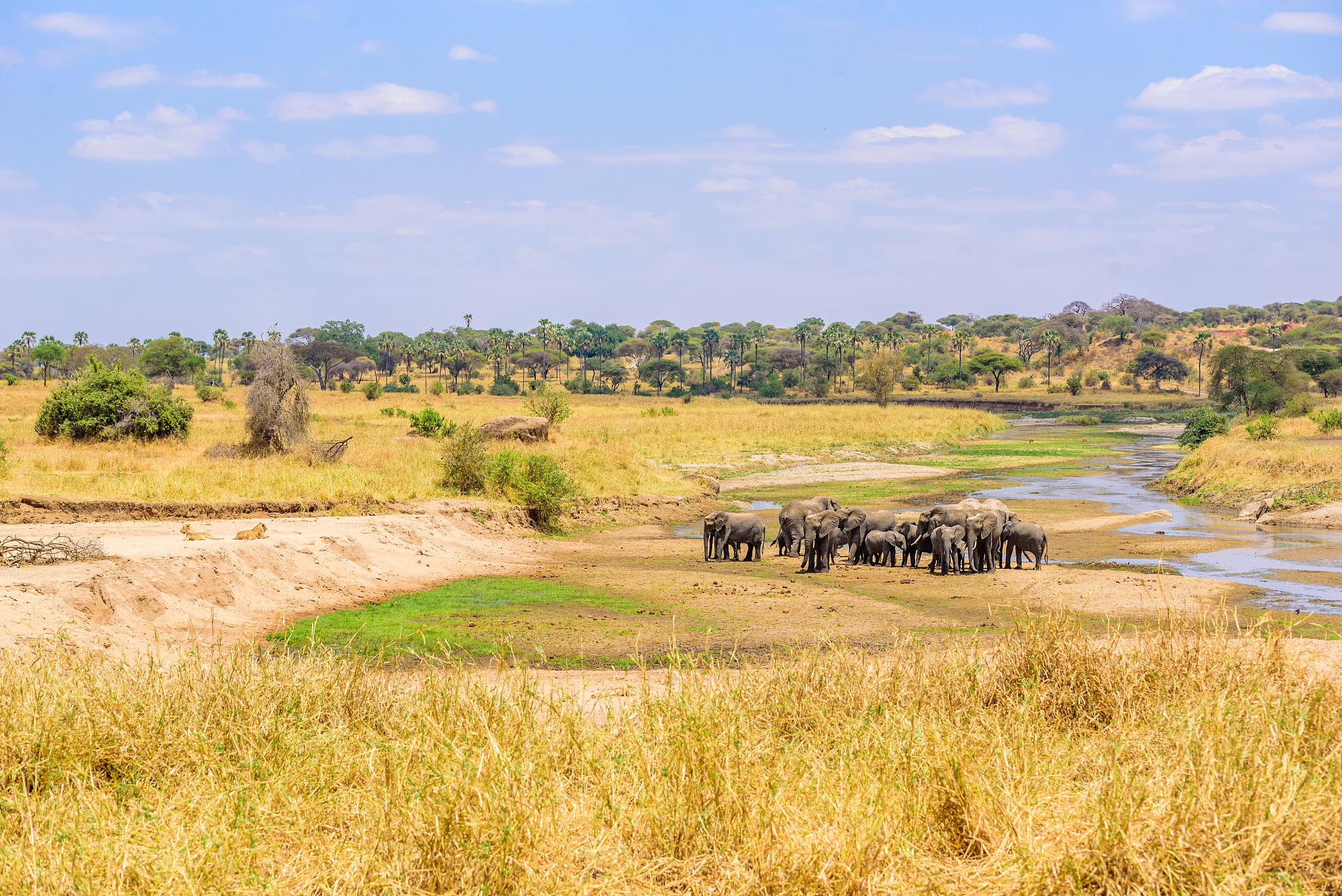 family of elephants and lions at waterhole in tarangire national