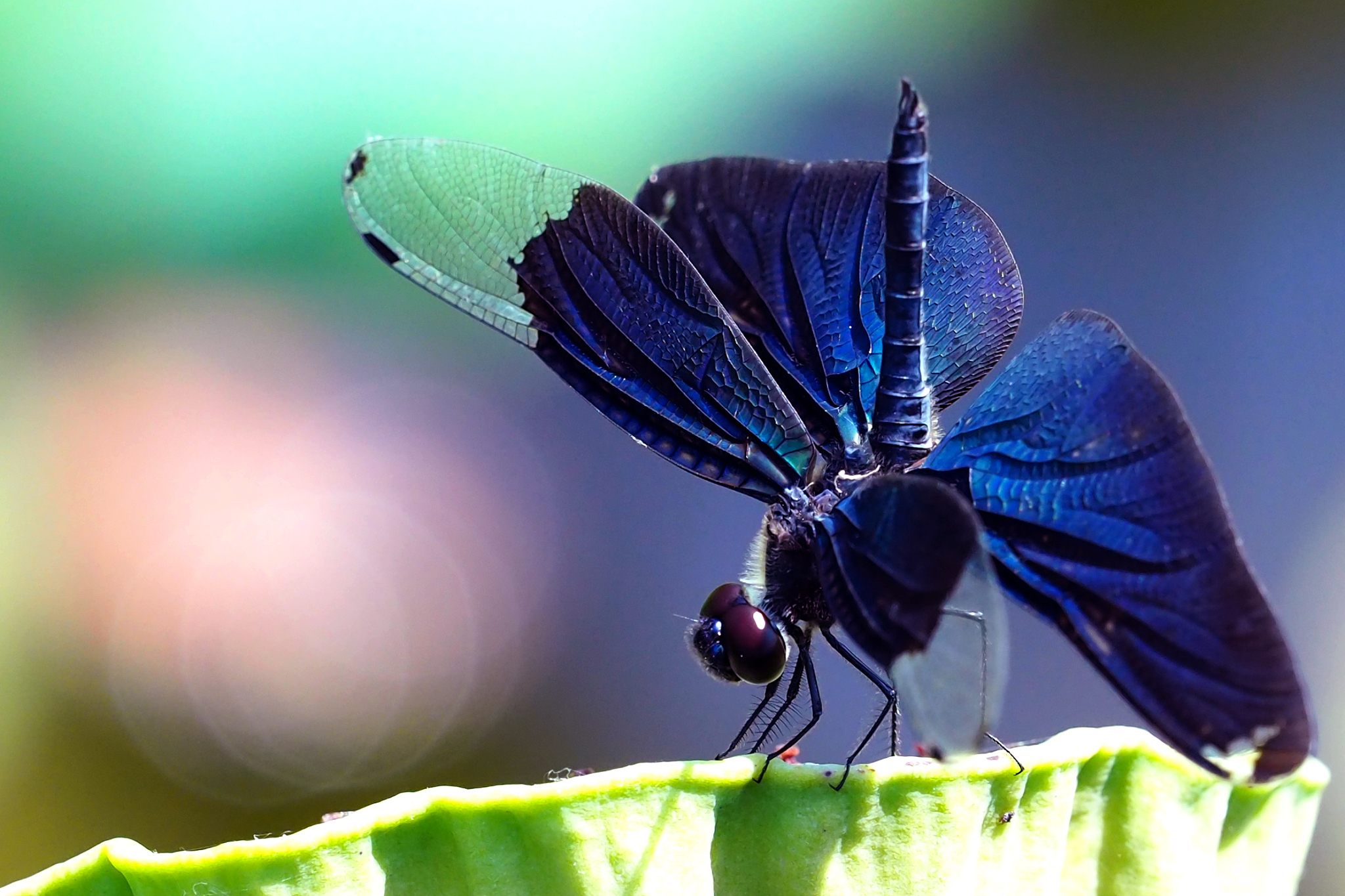 close-up of dragonfly perching on plant