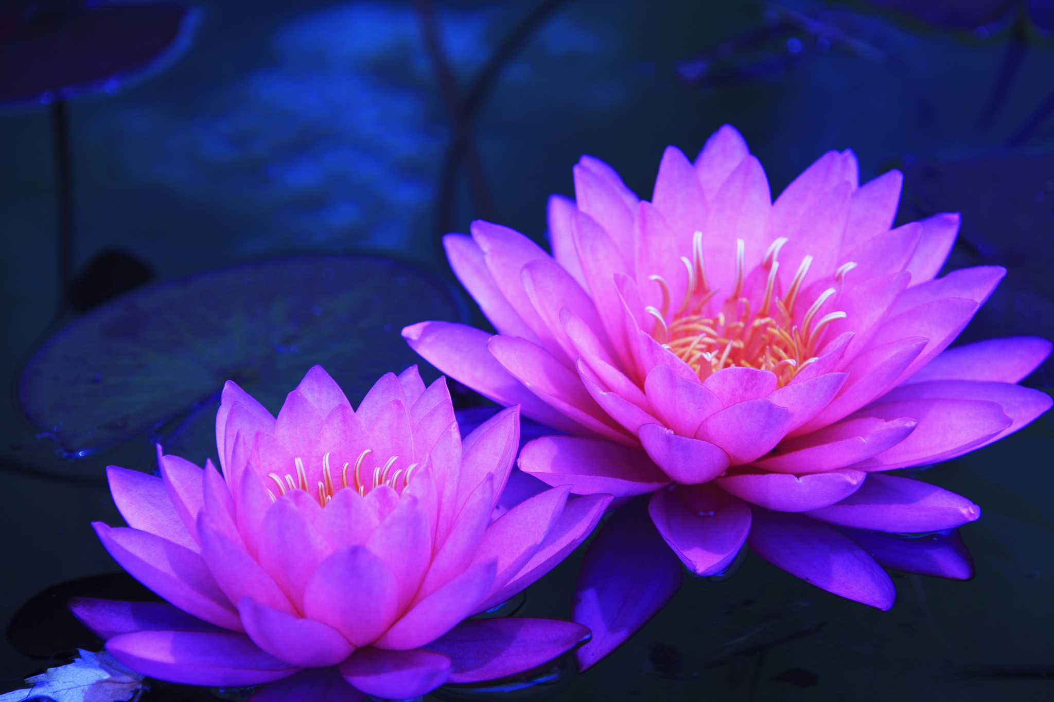 给紫色莲花法宝起个名字30种方案