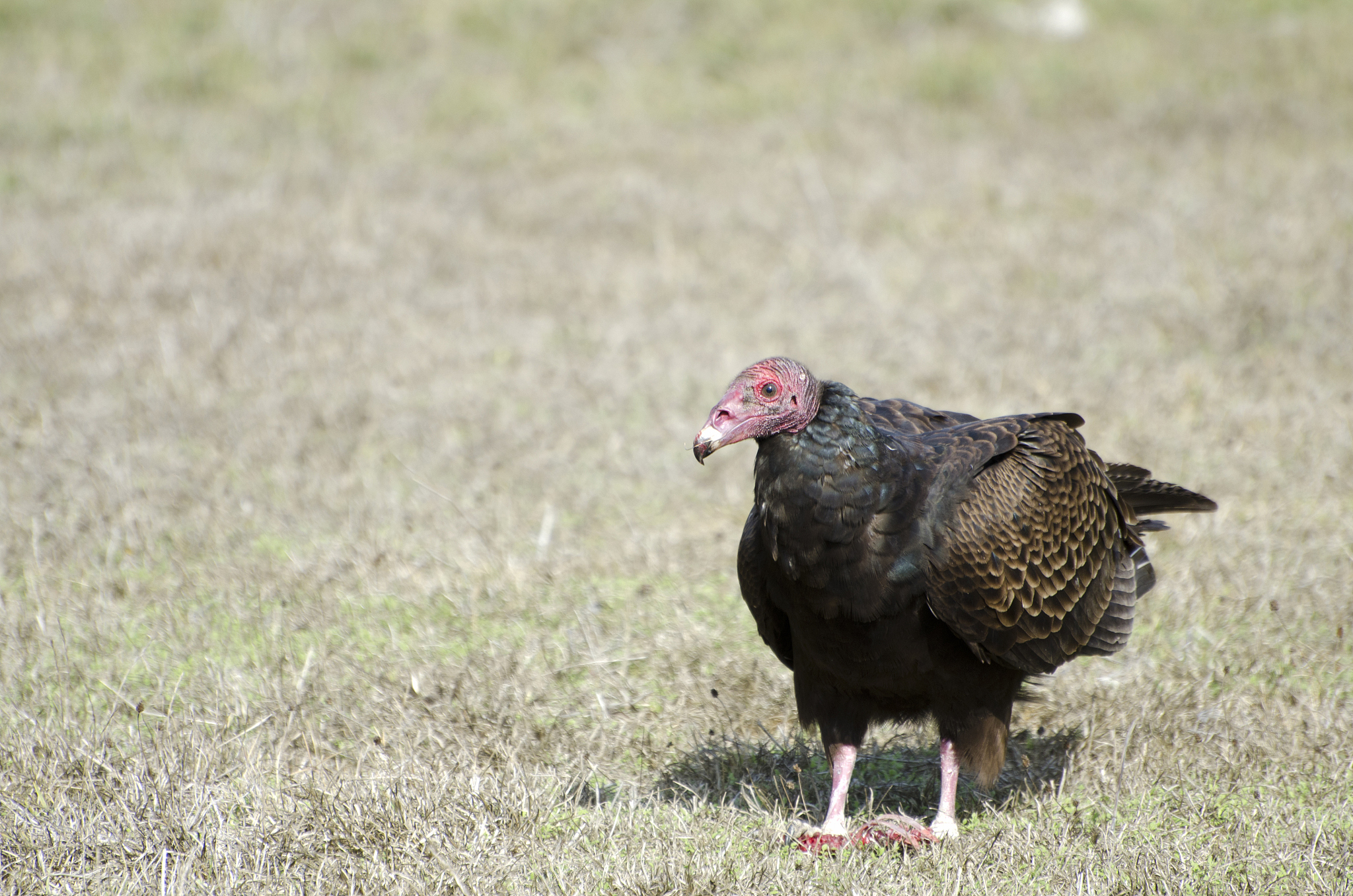 turkey vulture  cathartes aura