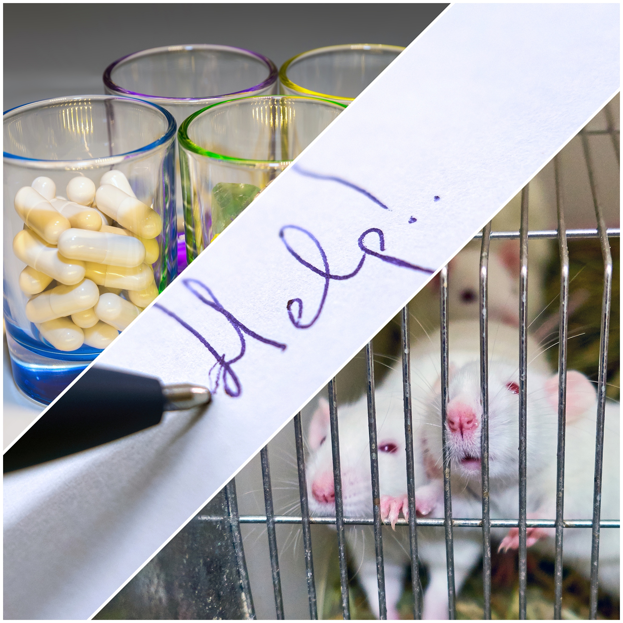 动物实验福利要求如何影响科学实验？