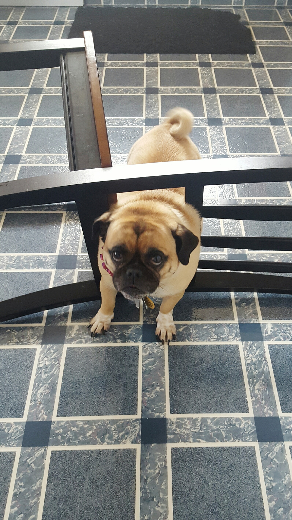 《完美家园》手游更新日志：全新家具、任务、活动及更多精彩内容！