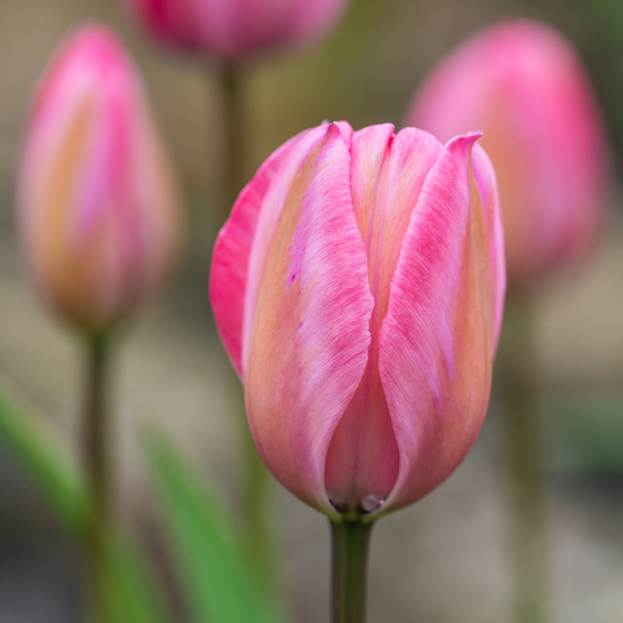 含苞待放的郁金香：同事送的美丽礼物