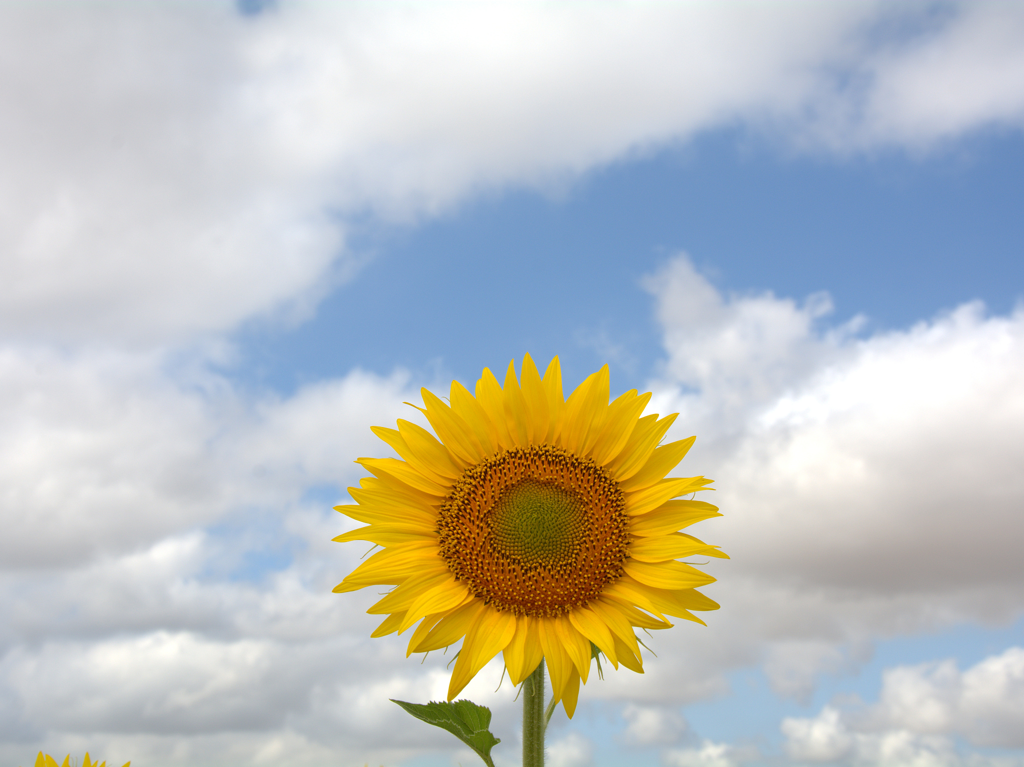 微笑的力量：让生活充满阳光