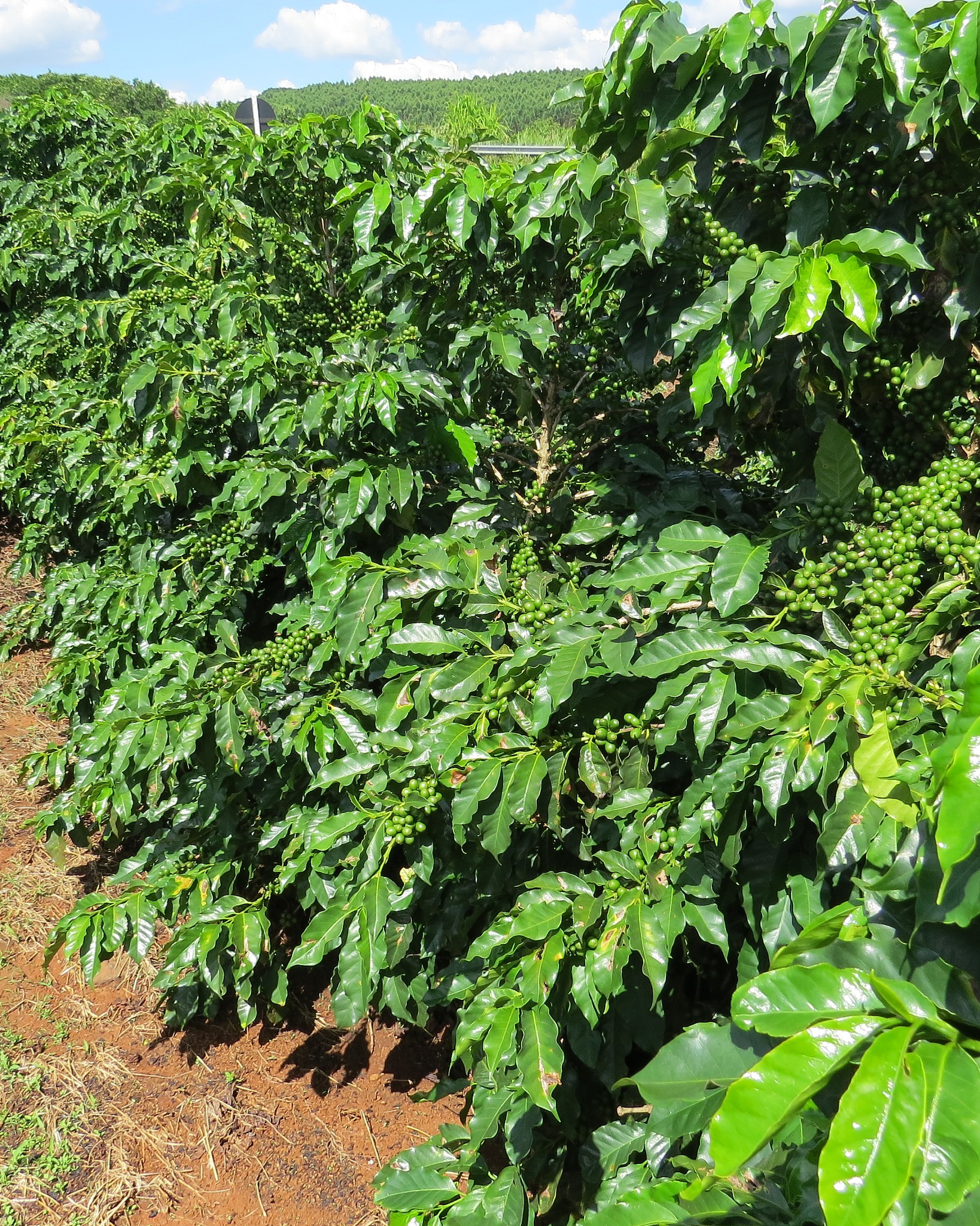 coffee plantation