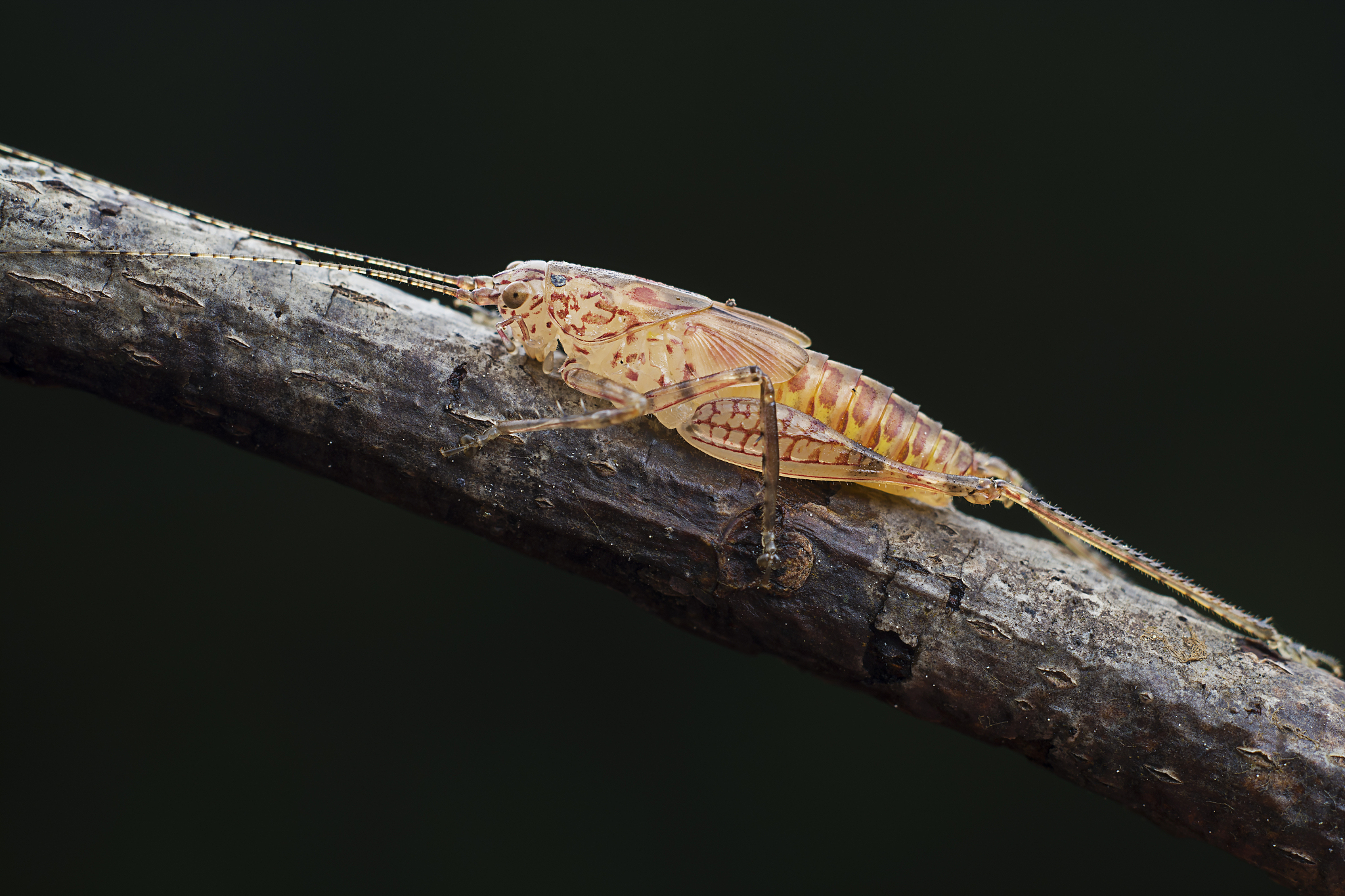 大尖鞘叩甲：棕榈树的致命威胁